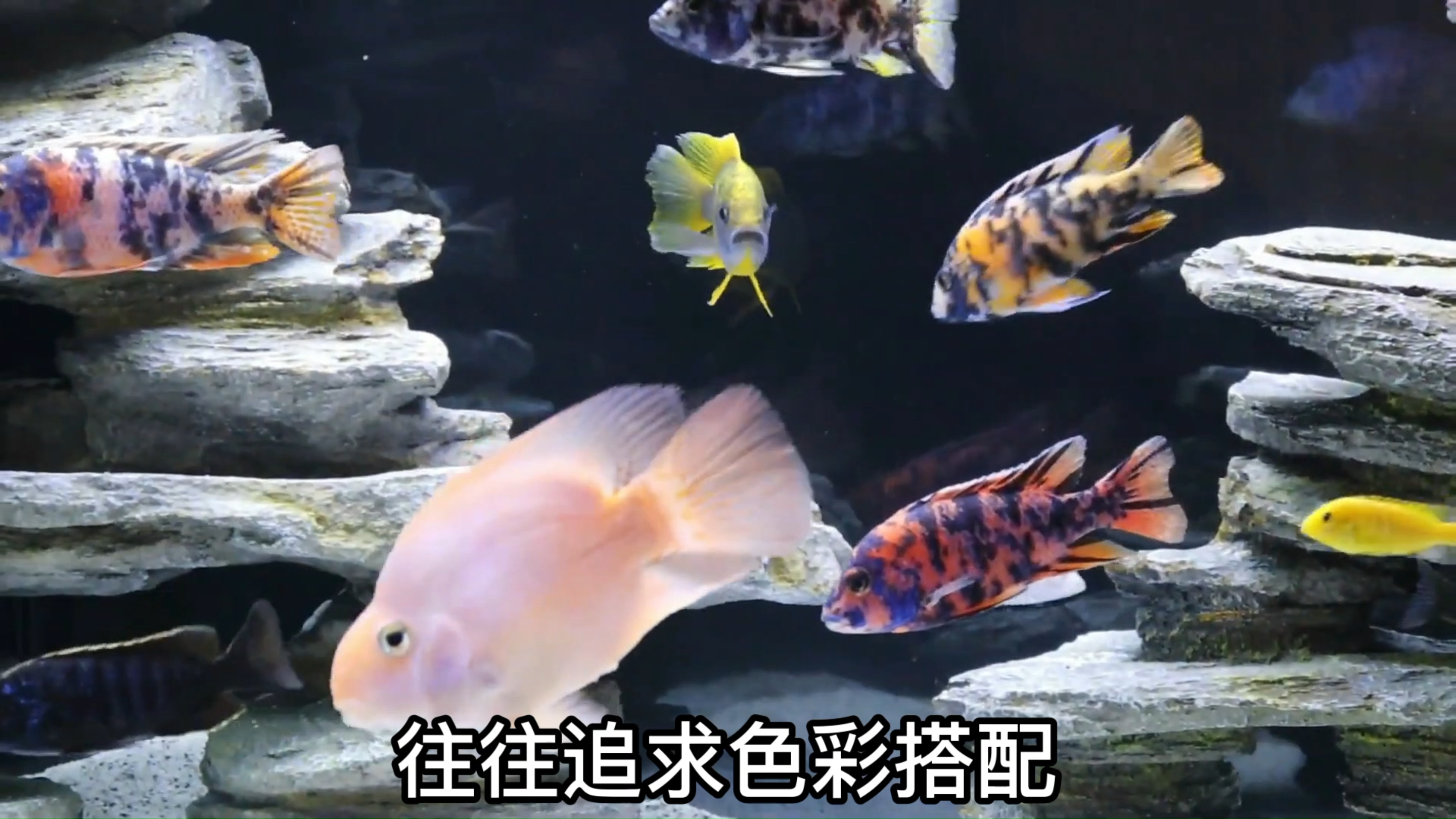 你知道三湖慈鲷吗?