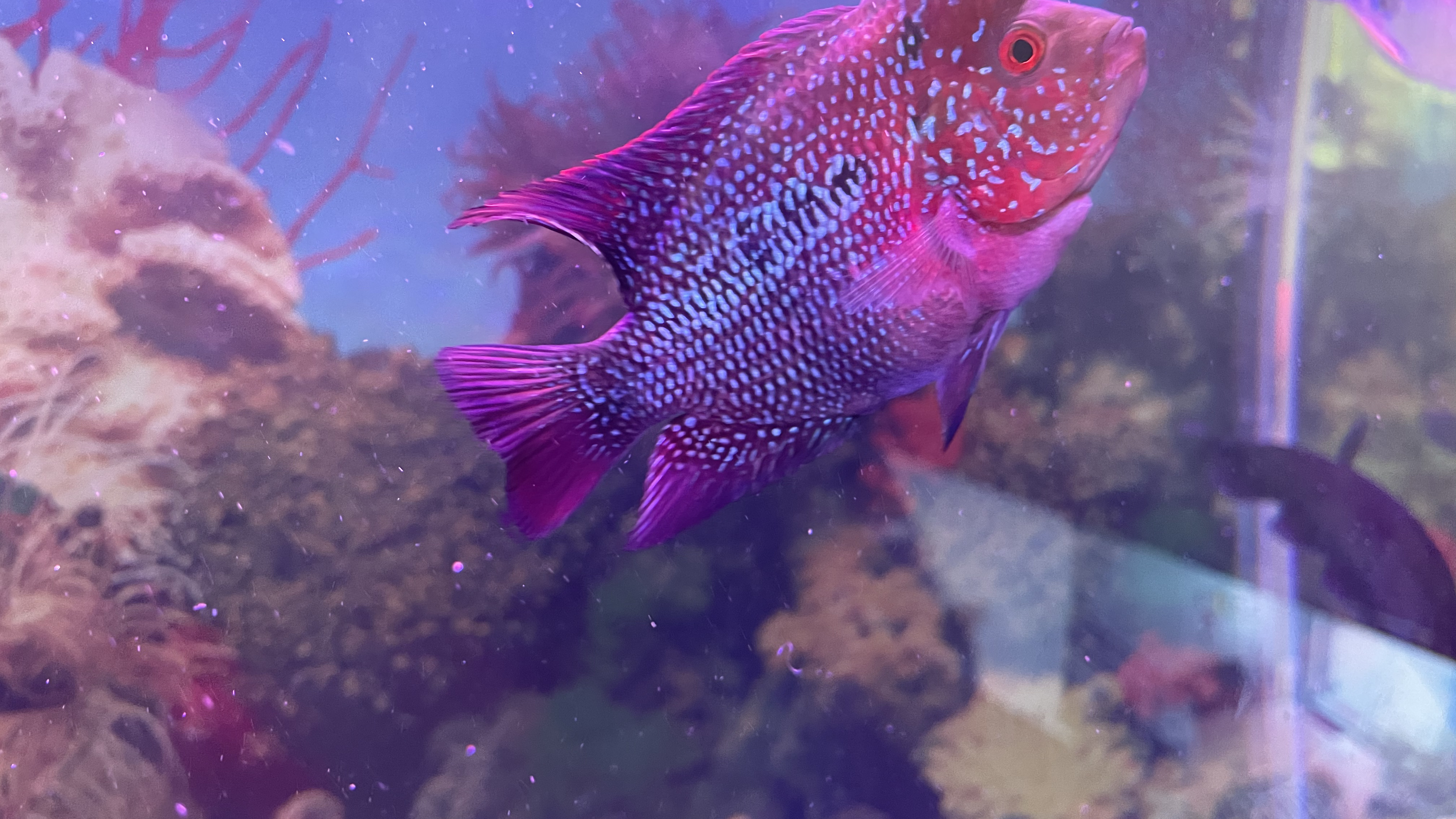 罗汉小苗养成记,起头