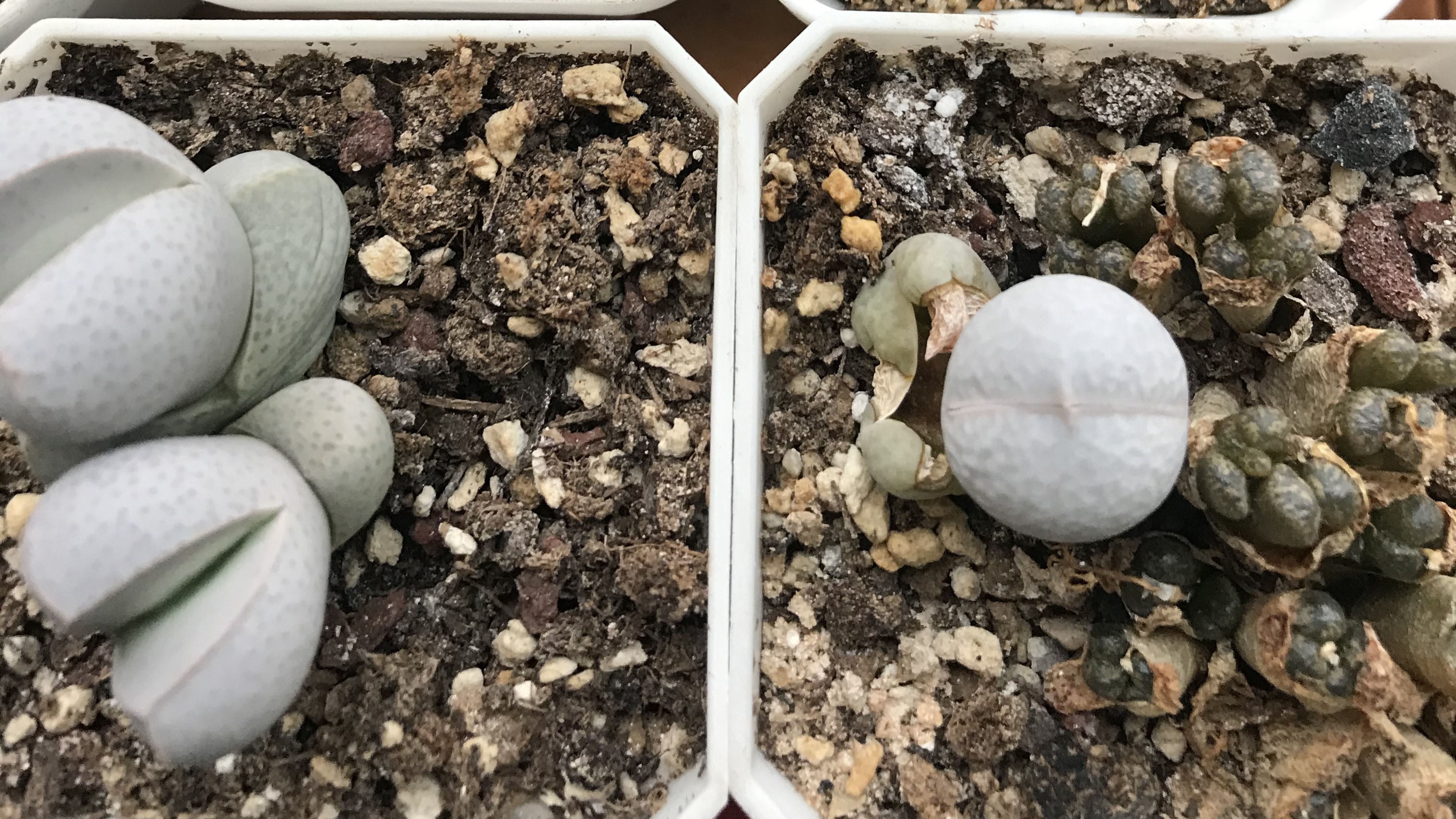 徒长肉锥反面教材,论光照控水的重要性