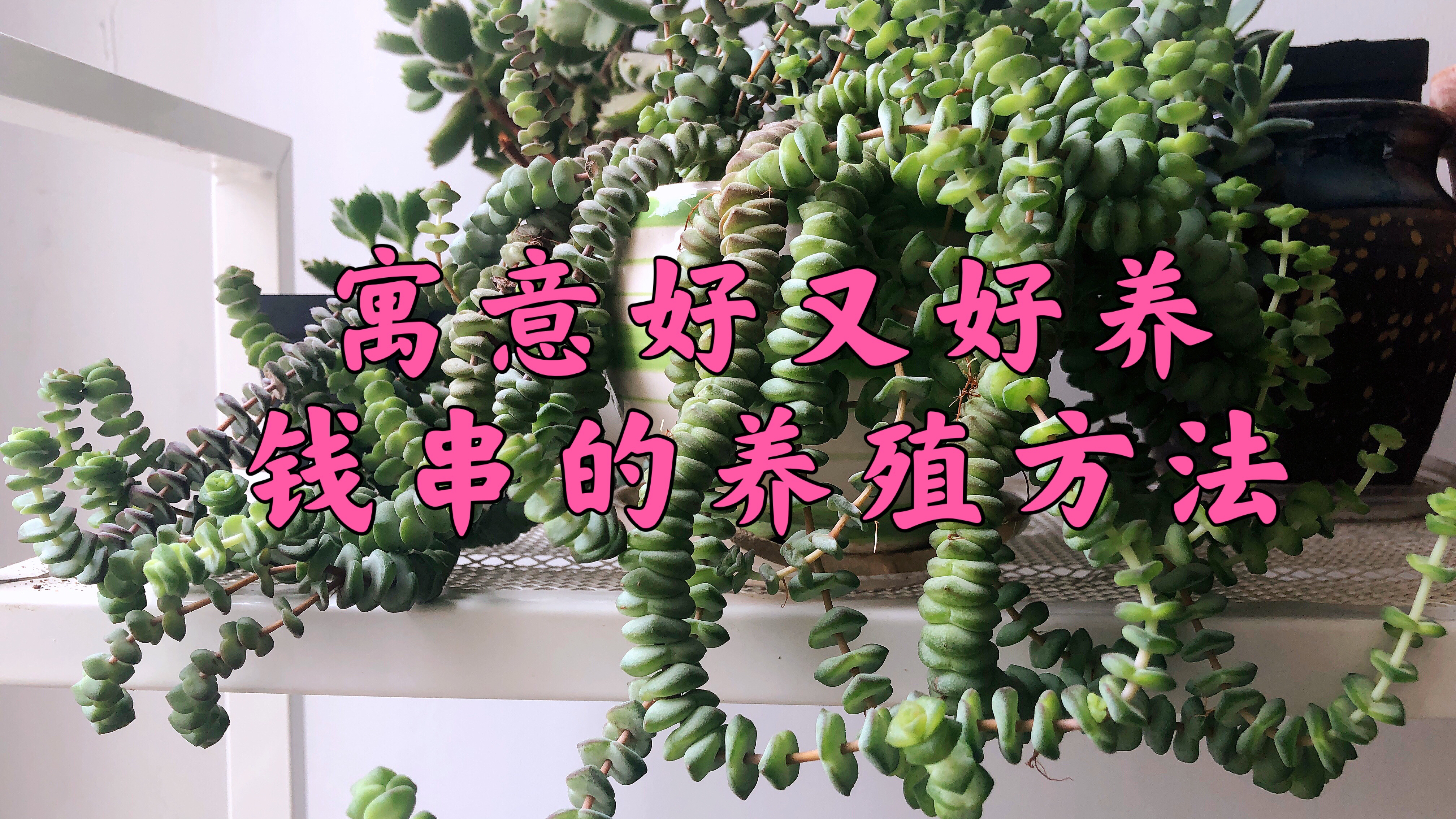 寓意好又好养的钱串,适合阳台种植的多肉5