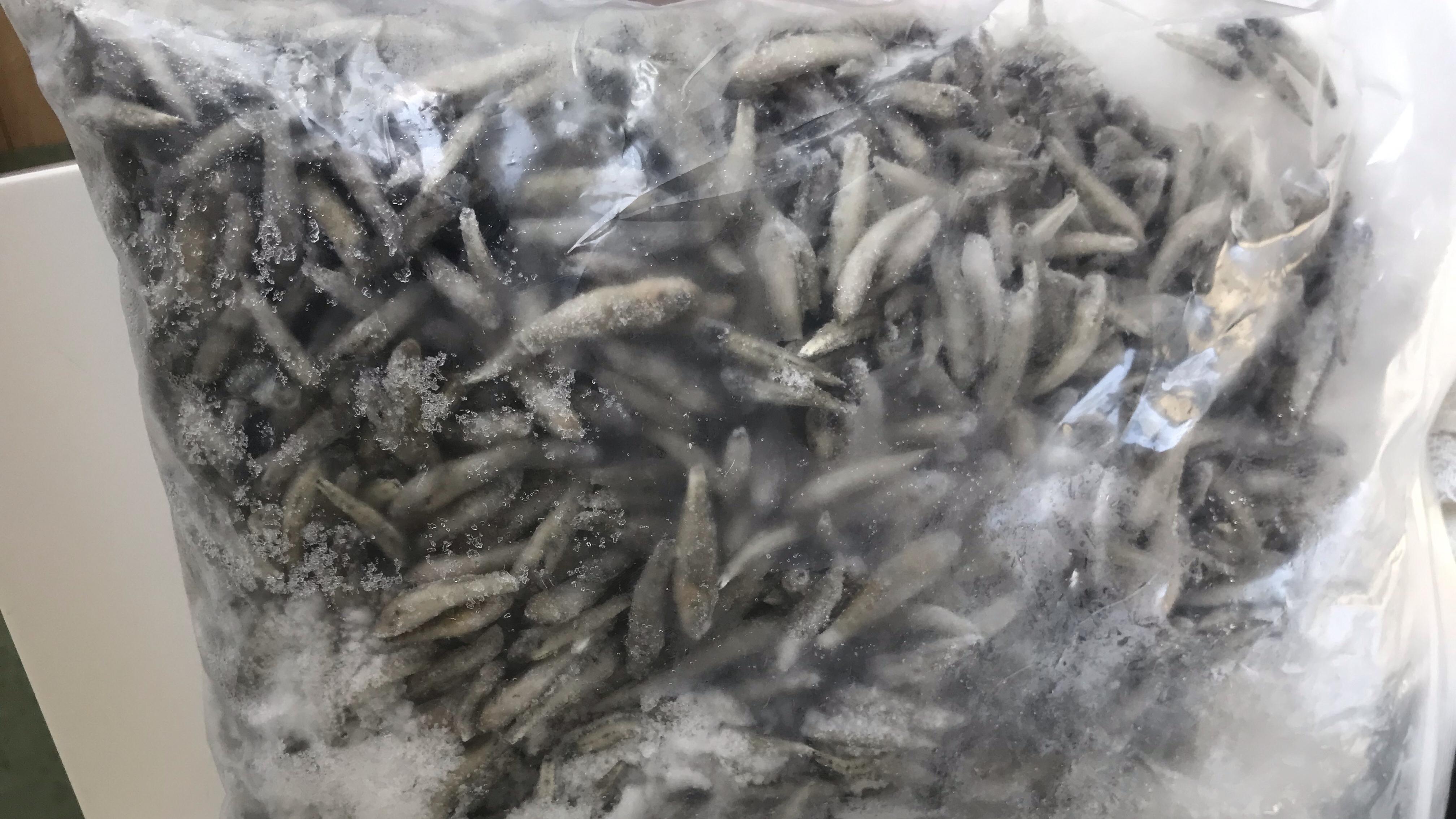 186号两种常见食肉观赏鱼不适合喂太多