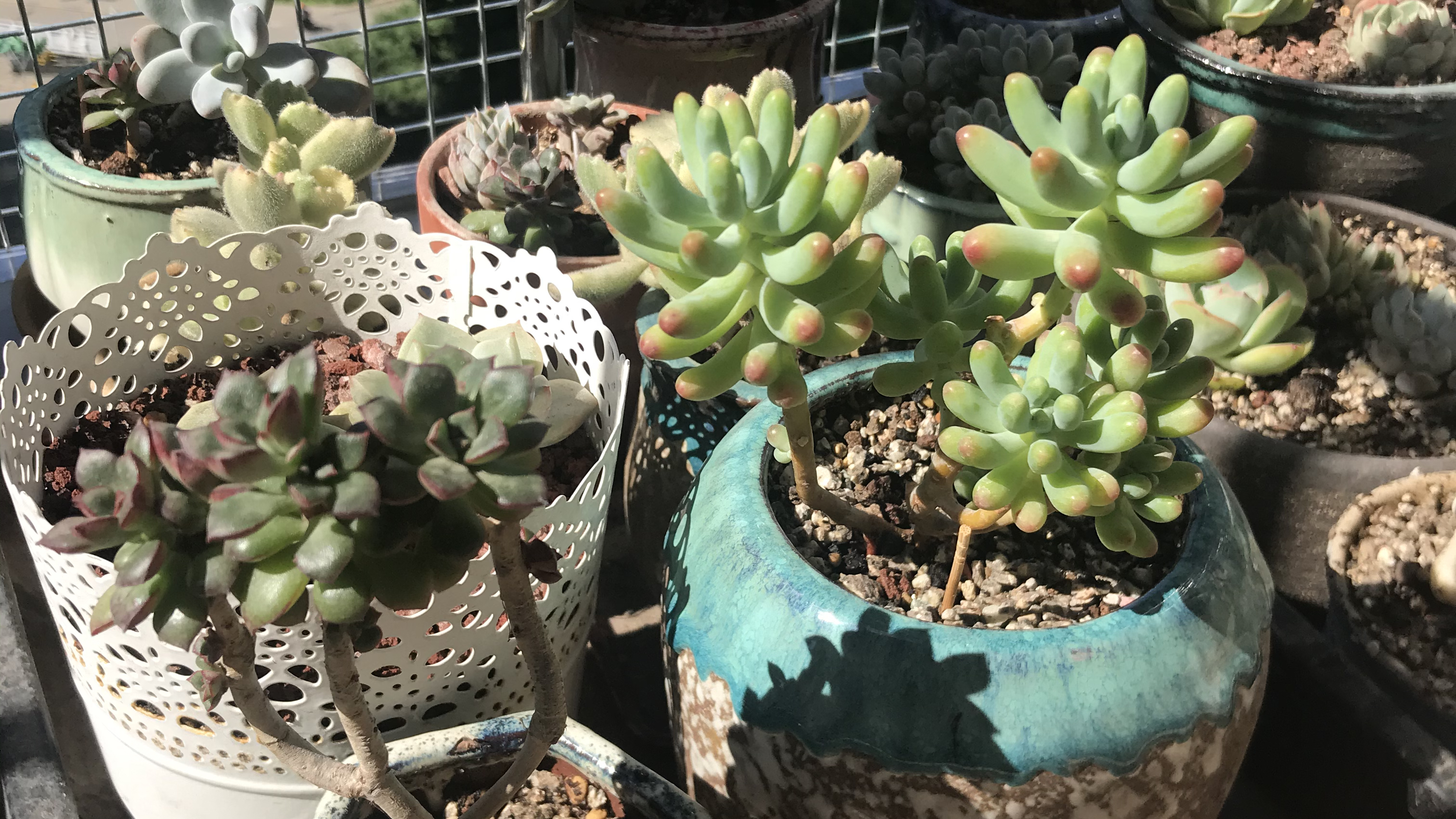 小老桩酥皮鸭果冻乙女心度夏无难度,爆小仔