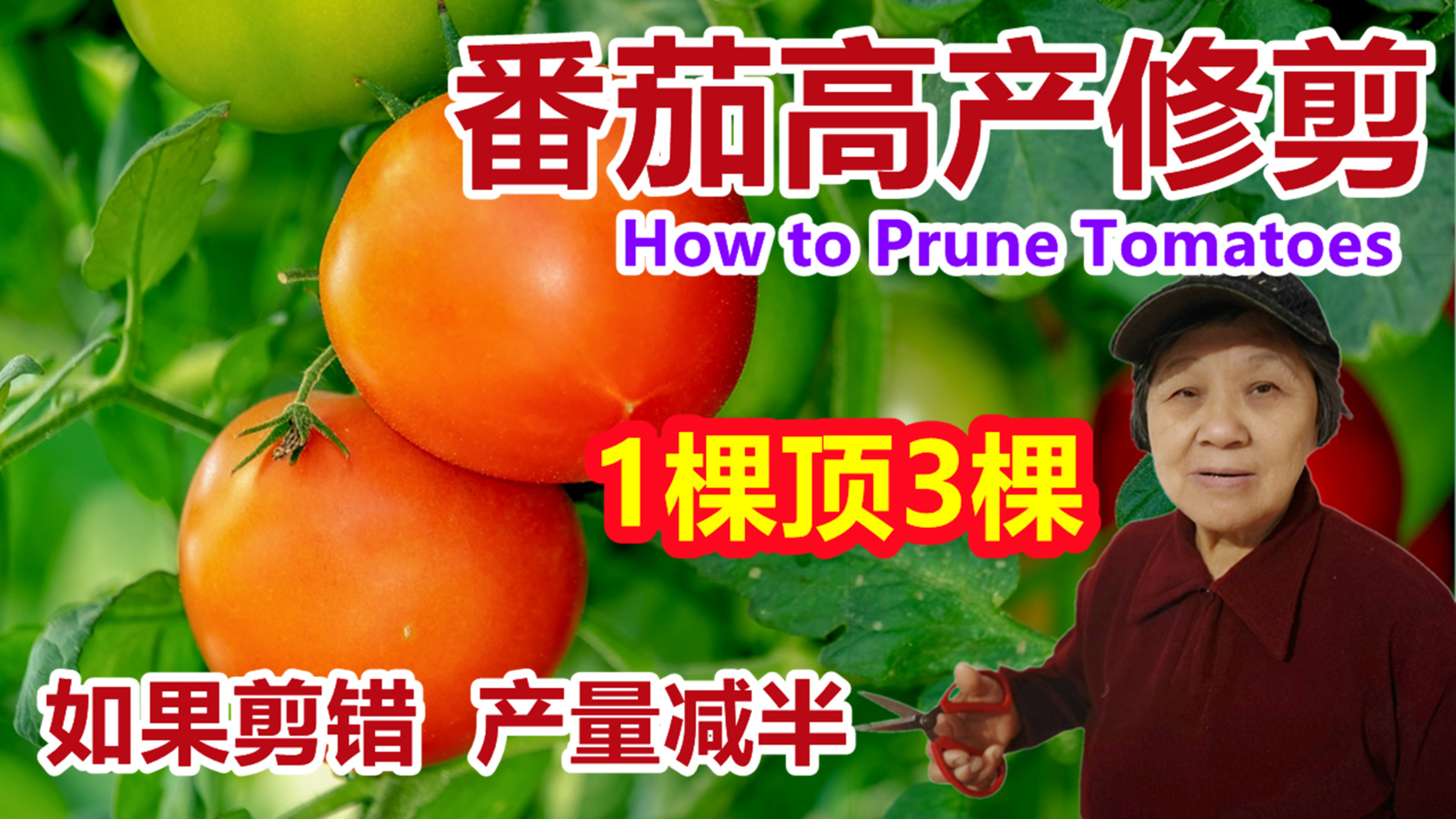番茄/西红柿修剪方法, 这样一剪1棵顶3棵