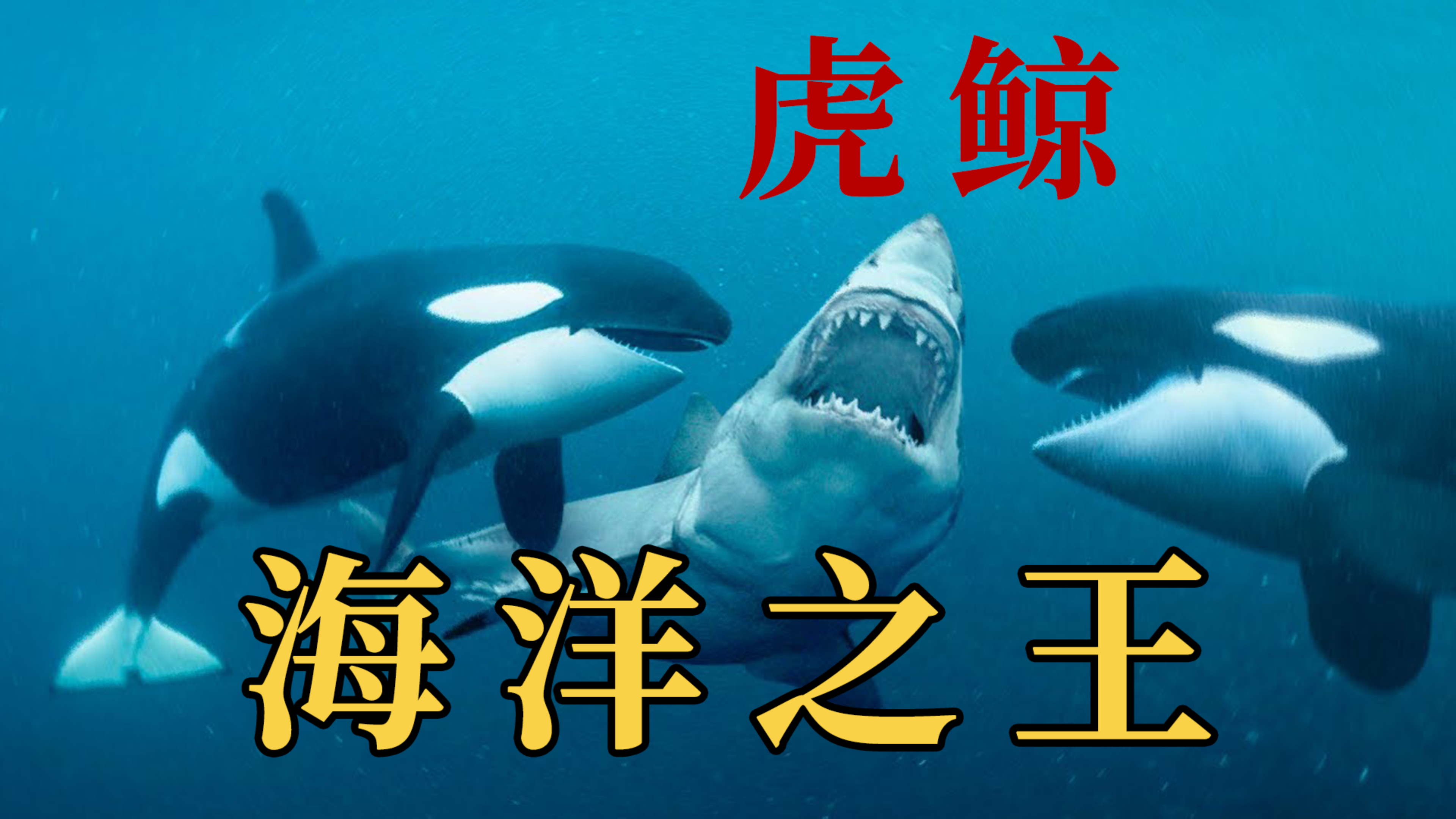 为什么所有的鲸鱼都害怕虎鲸?