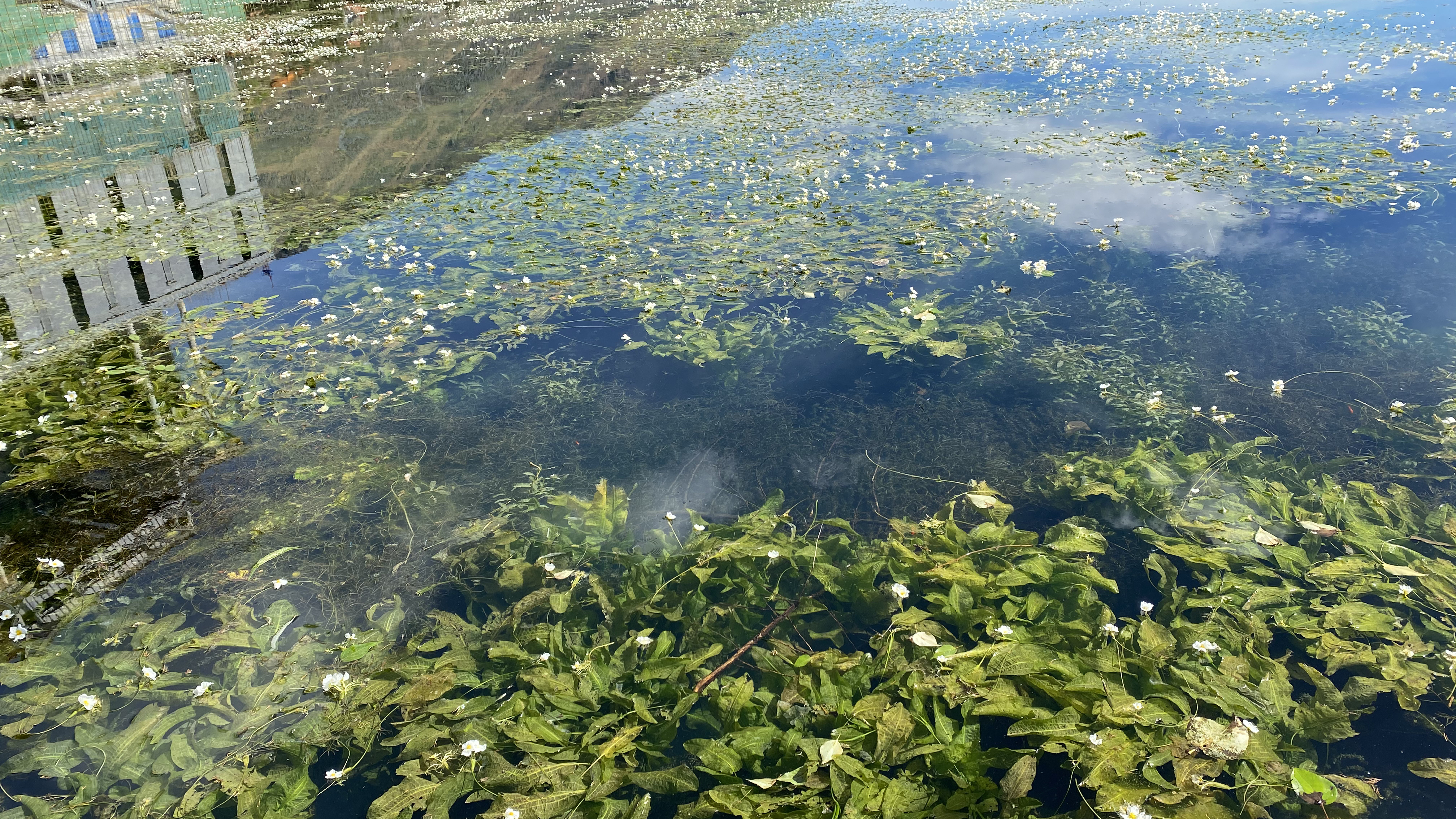 [图]第一次亲眼见到真正的“水性杨花”,像繁星