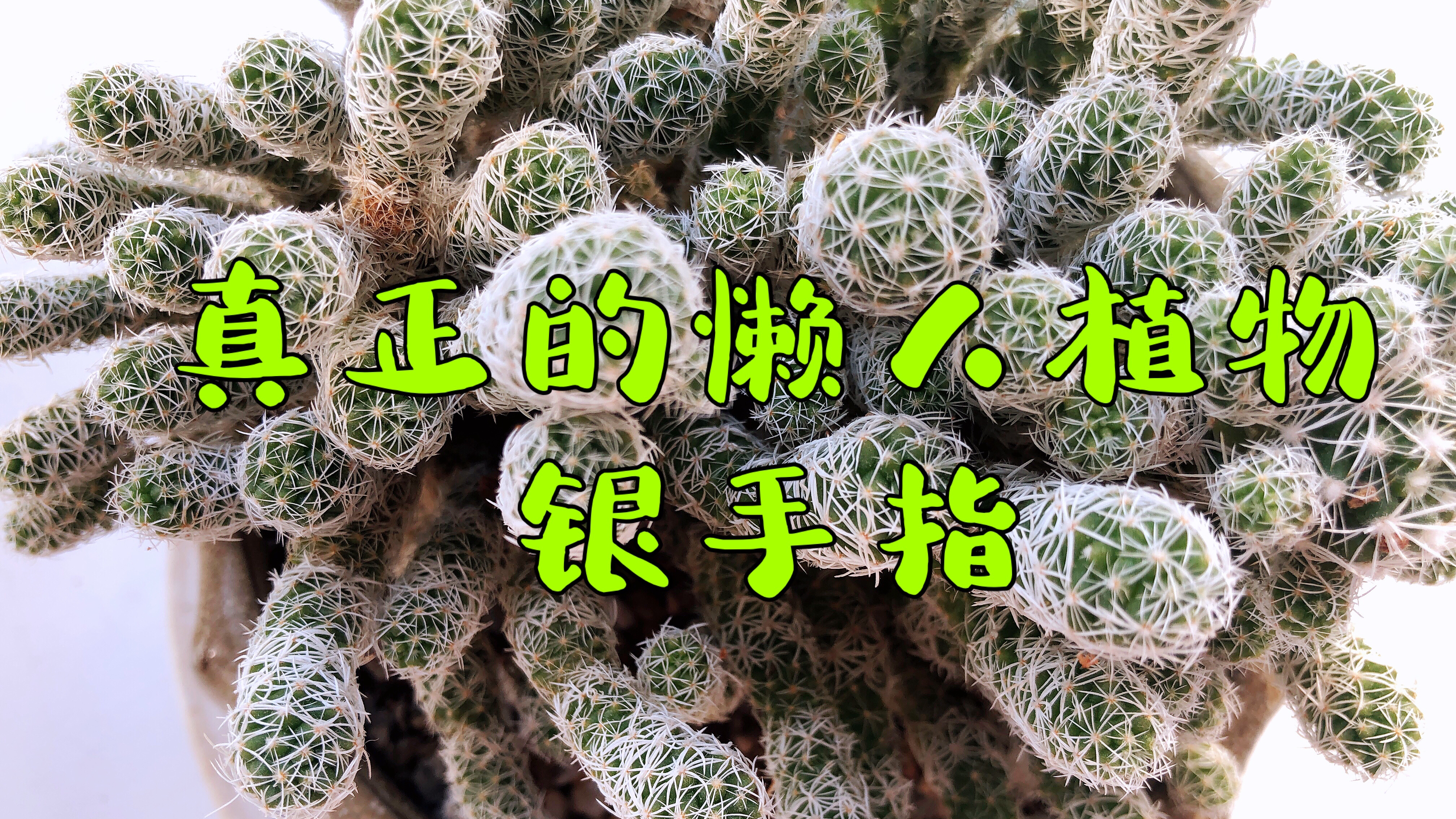 懒人植物银手指,这样养护,想养死都难