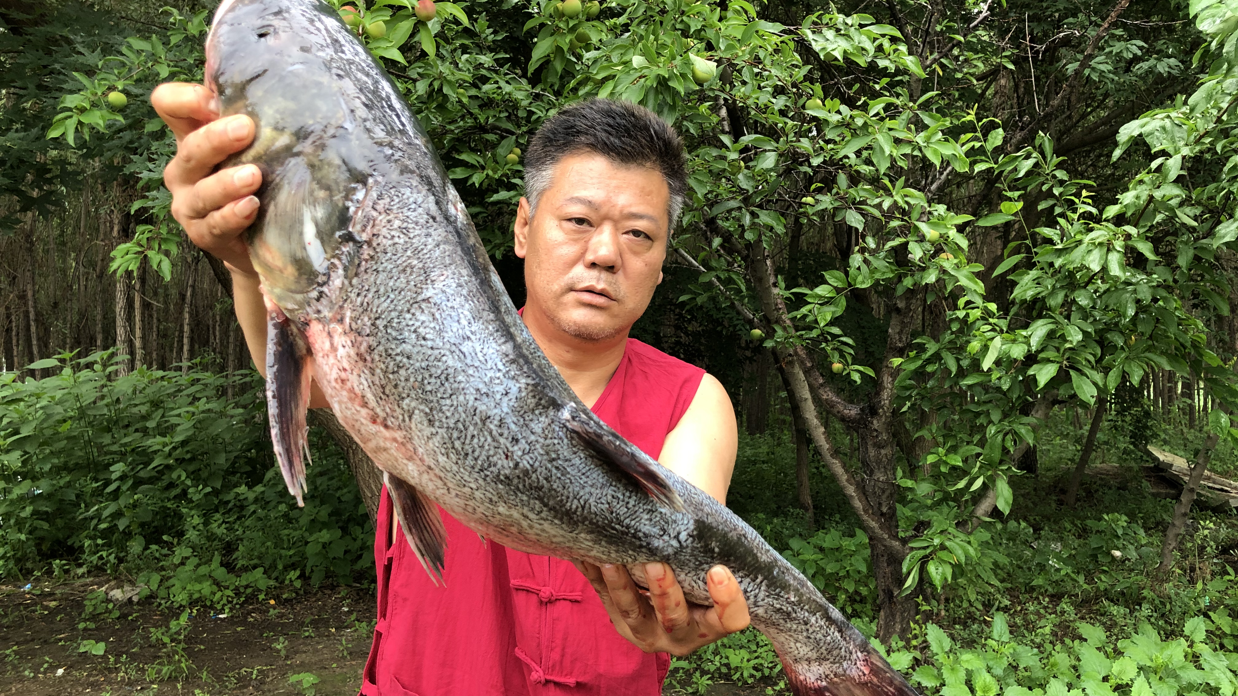 铁锅炖辽河大胖头鱼头,肉质紧致、鲜香味美