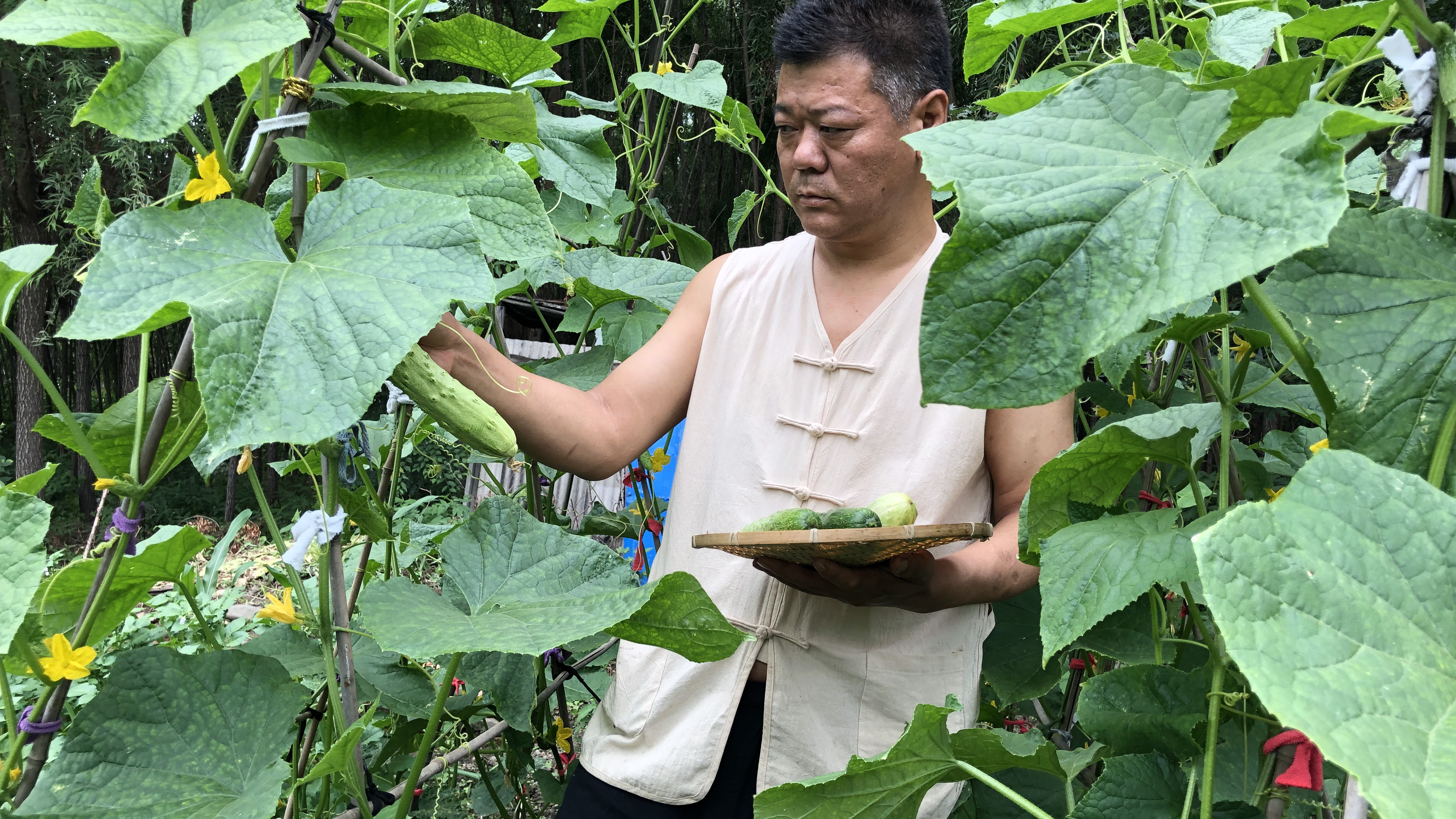 用自家小菜做农家铁锅炖土豆炖茄子太下饭了