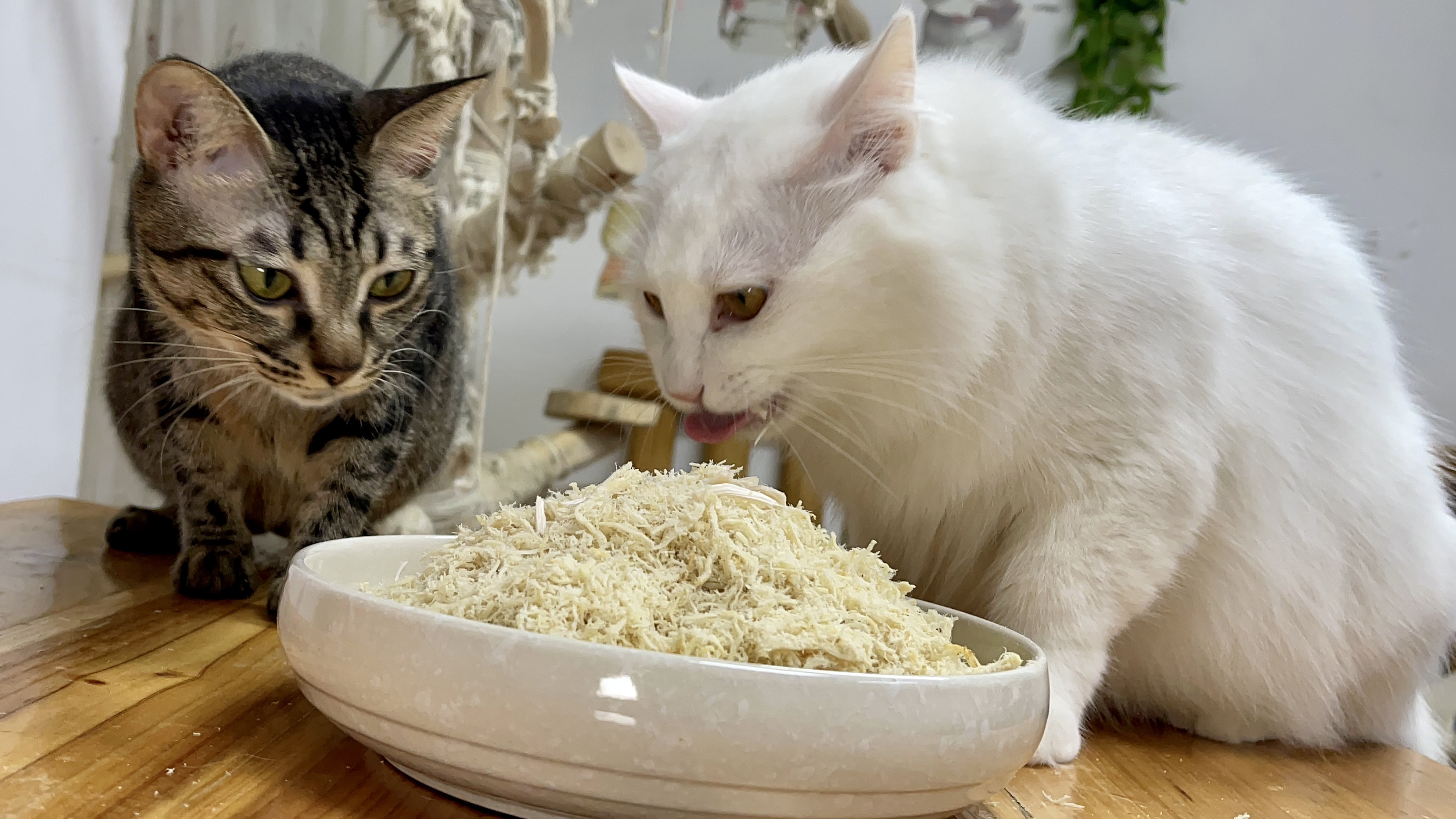 给猫咪制作零添加鸡肉松,十几只猫抢着吃