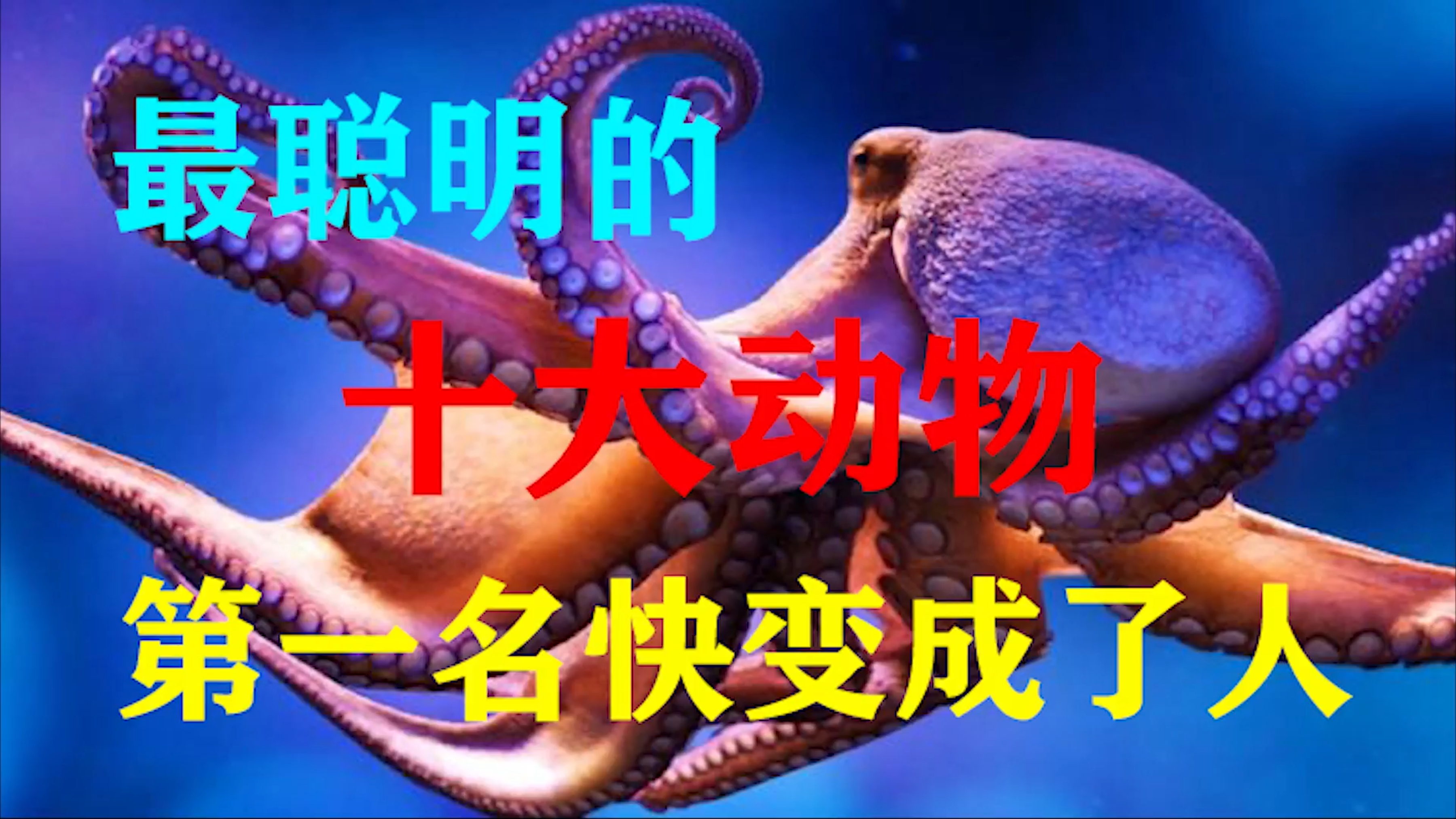 世界上最聪明的十大动物,第一名快变成了人