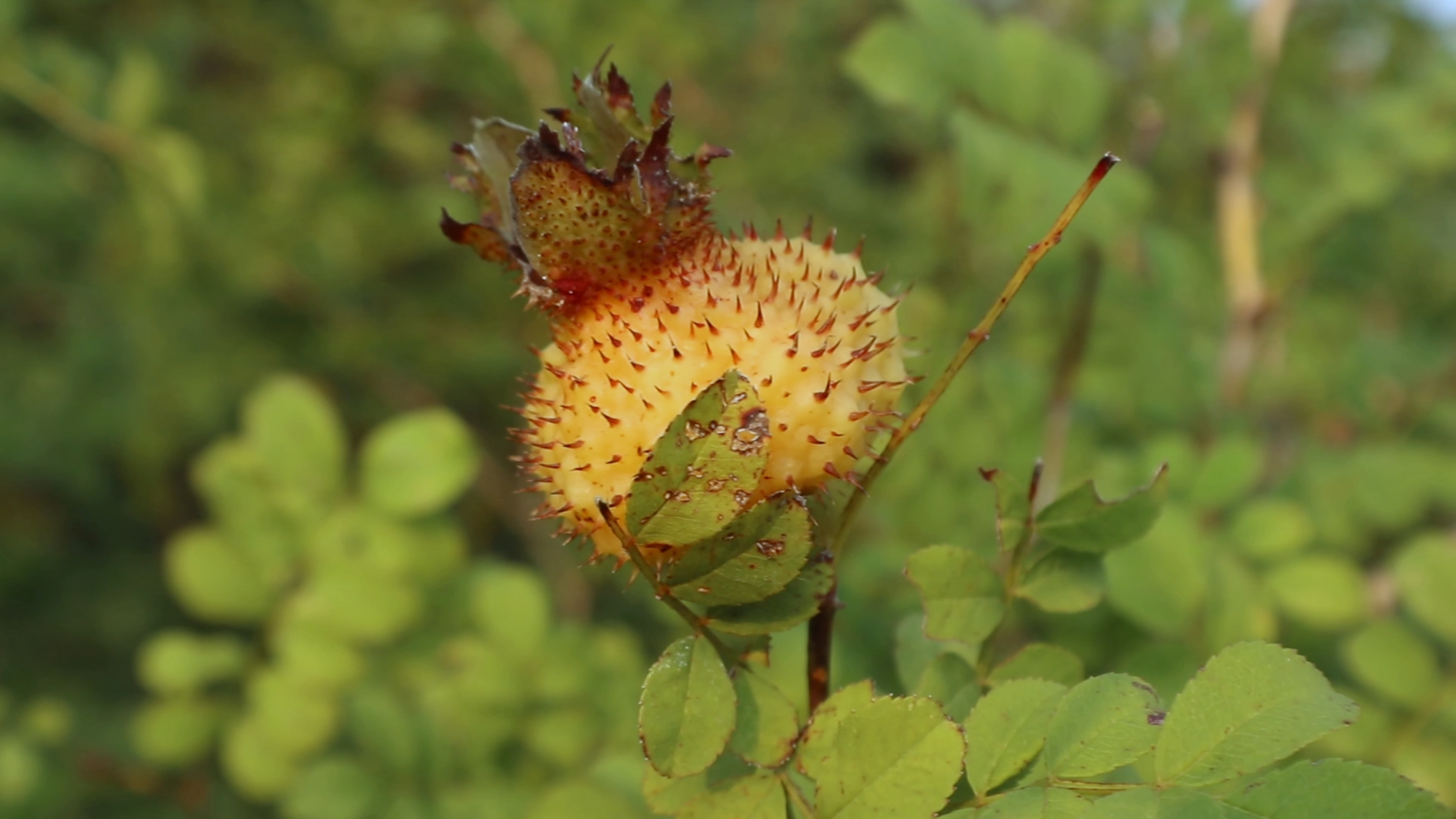 正是刺梨成熟时 超强维C野果 解锁各种吃法