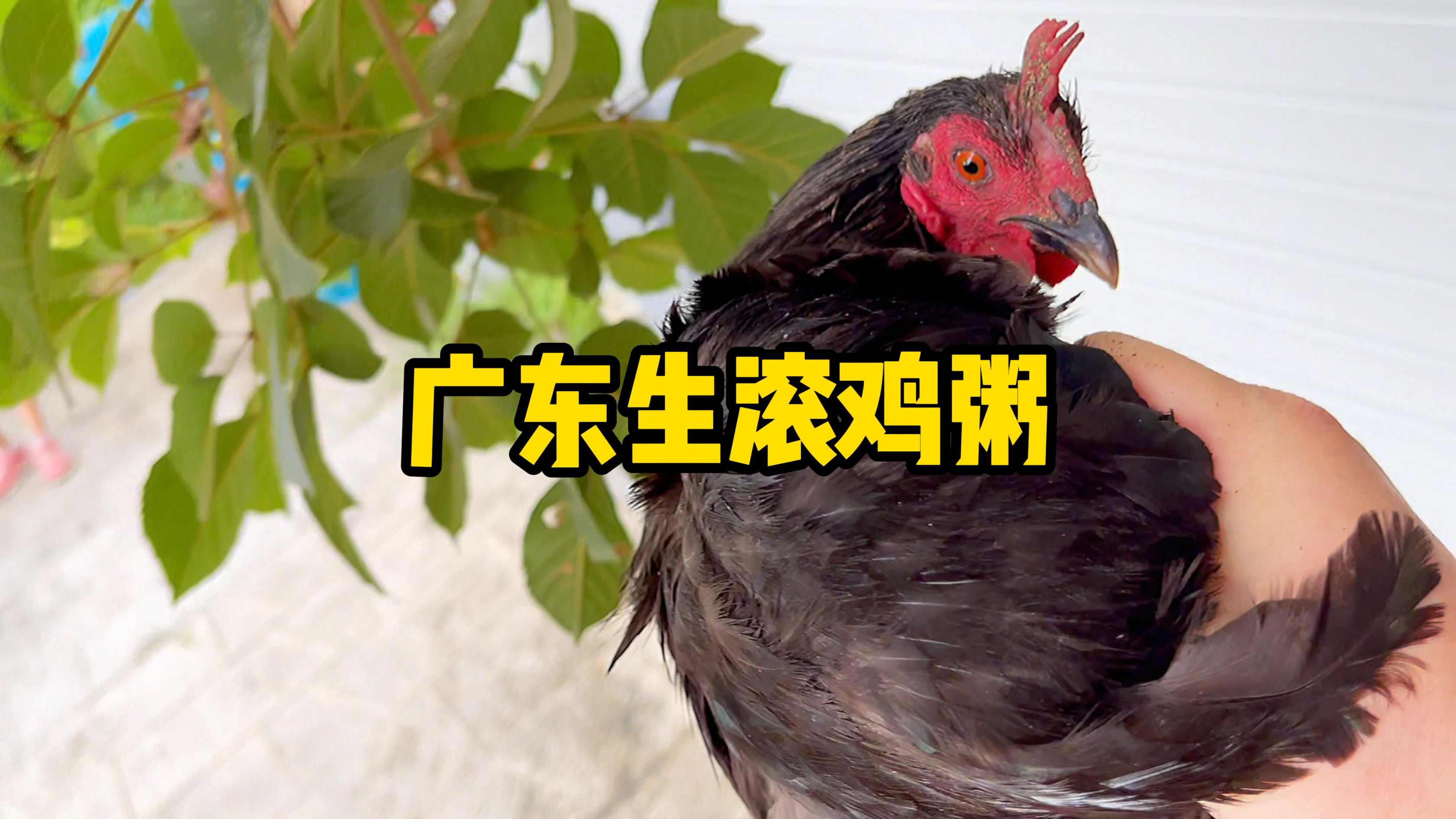 广东生滚走地鸡粥,鲜甜美味,好食材好滋味