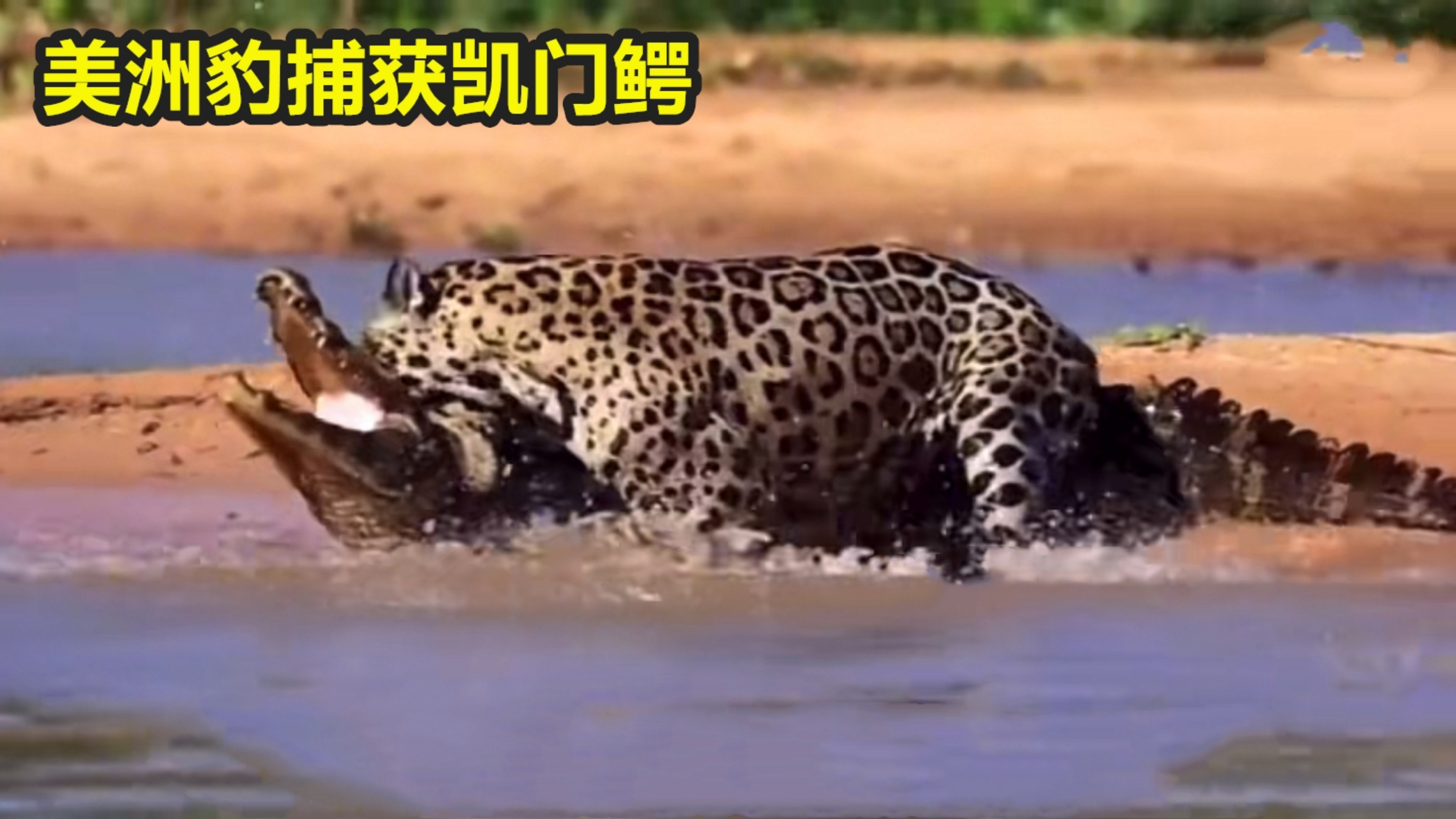 美洲豹轻松捕获鳄鱼,却拿瘦小卷尾猴没办法