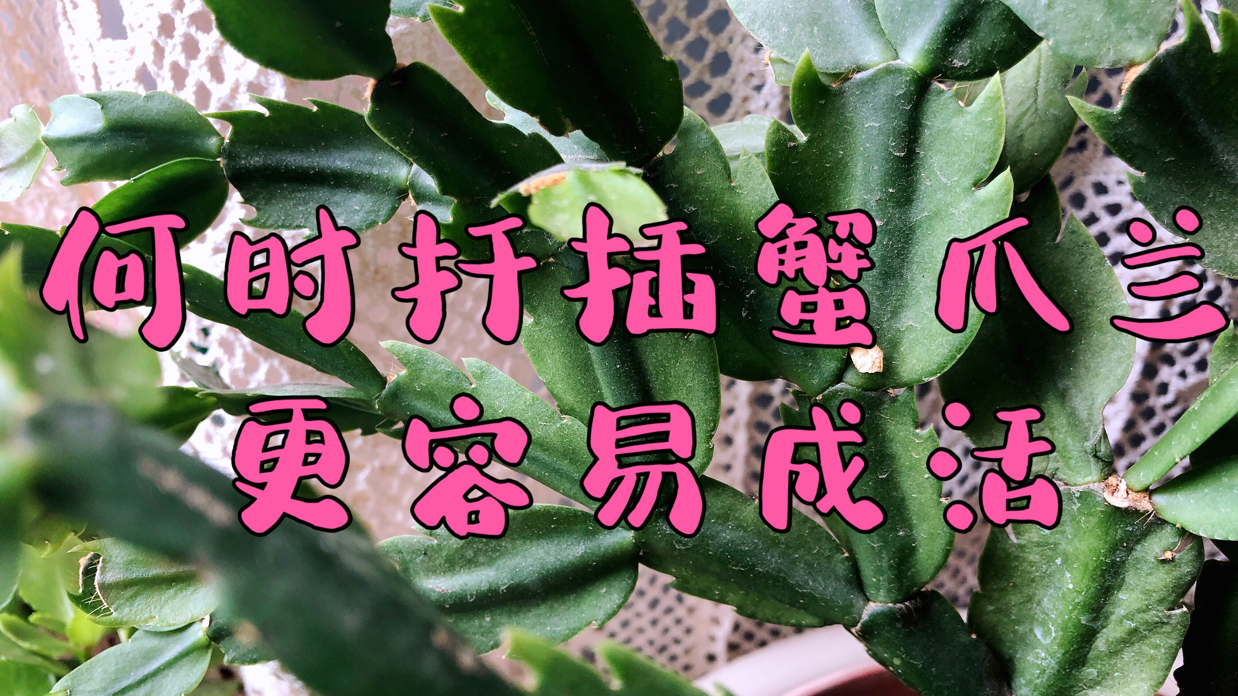 何时扦插蟹爪兰最好?抓紧扦插当年开花