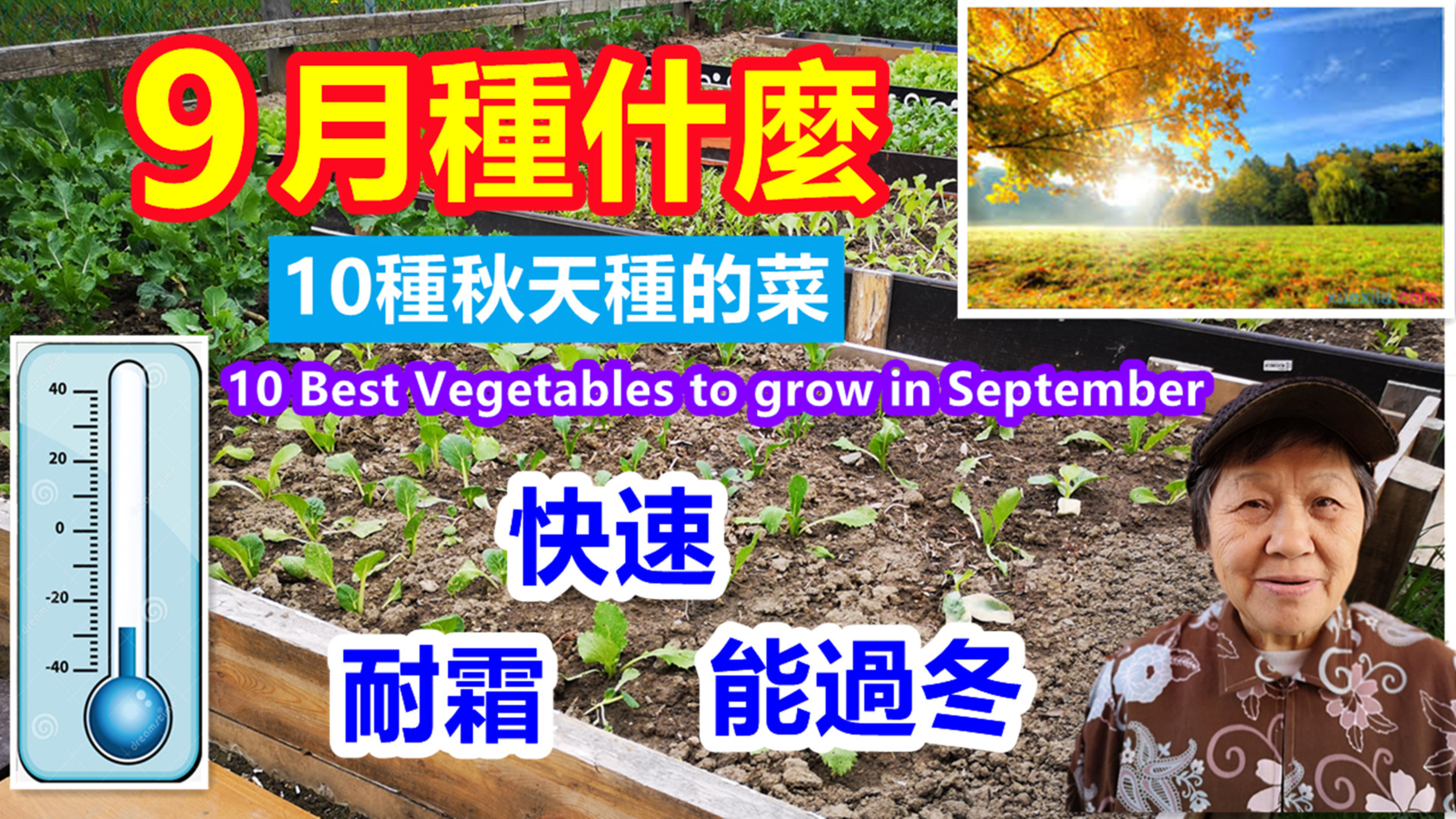 10种九月种的菜,快速,耐霜,好种的蔬菜