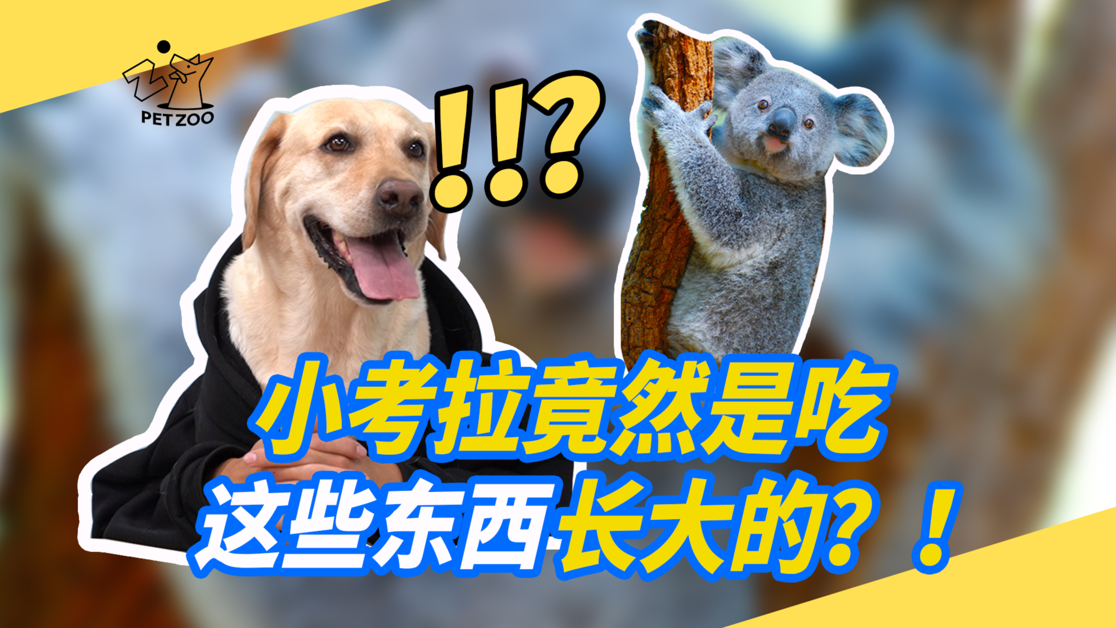 小考拉竟让是吃这些东西长大的?!