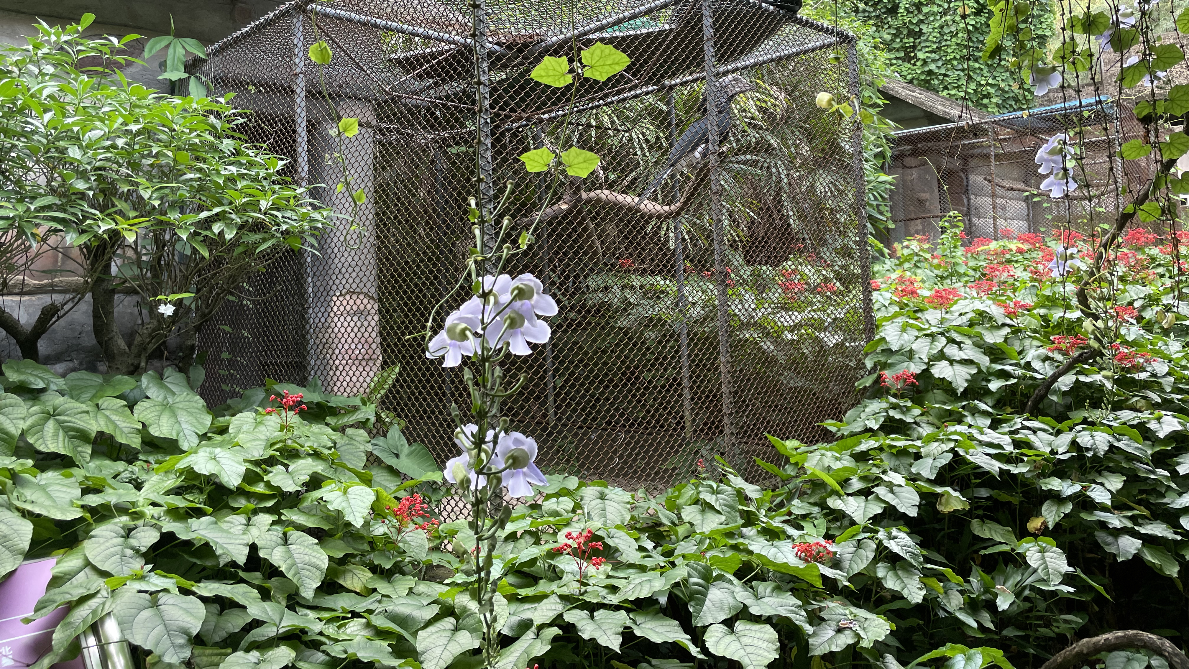 两个人的晚餐,咖喱土豆鸡块和蚝油炒生菜