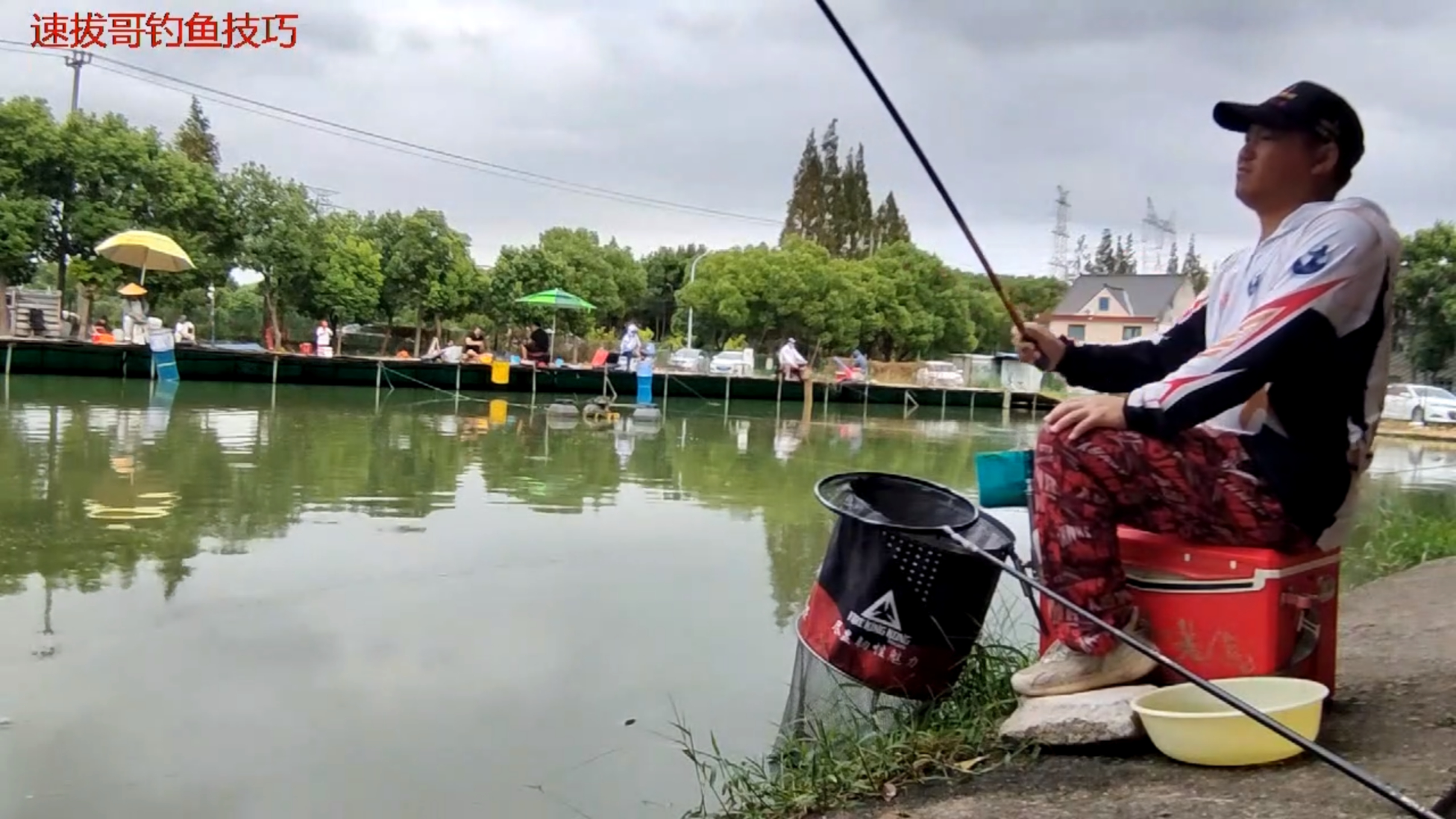 三道鳞镜面鲤怎么钓?速拔哥黑坑钓鲤鱼技巧