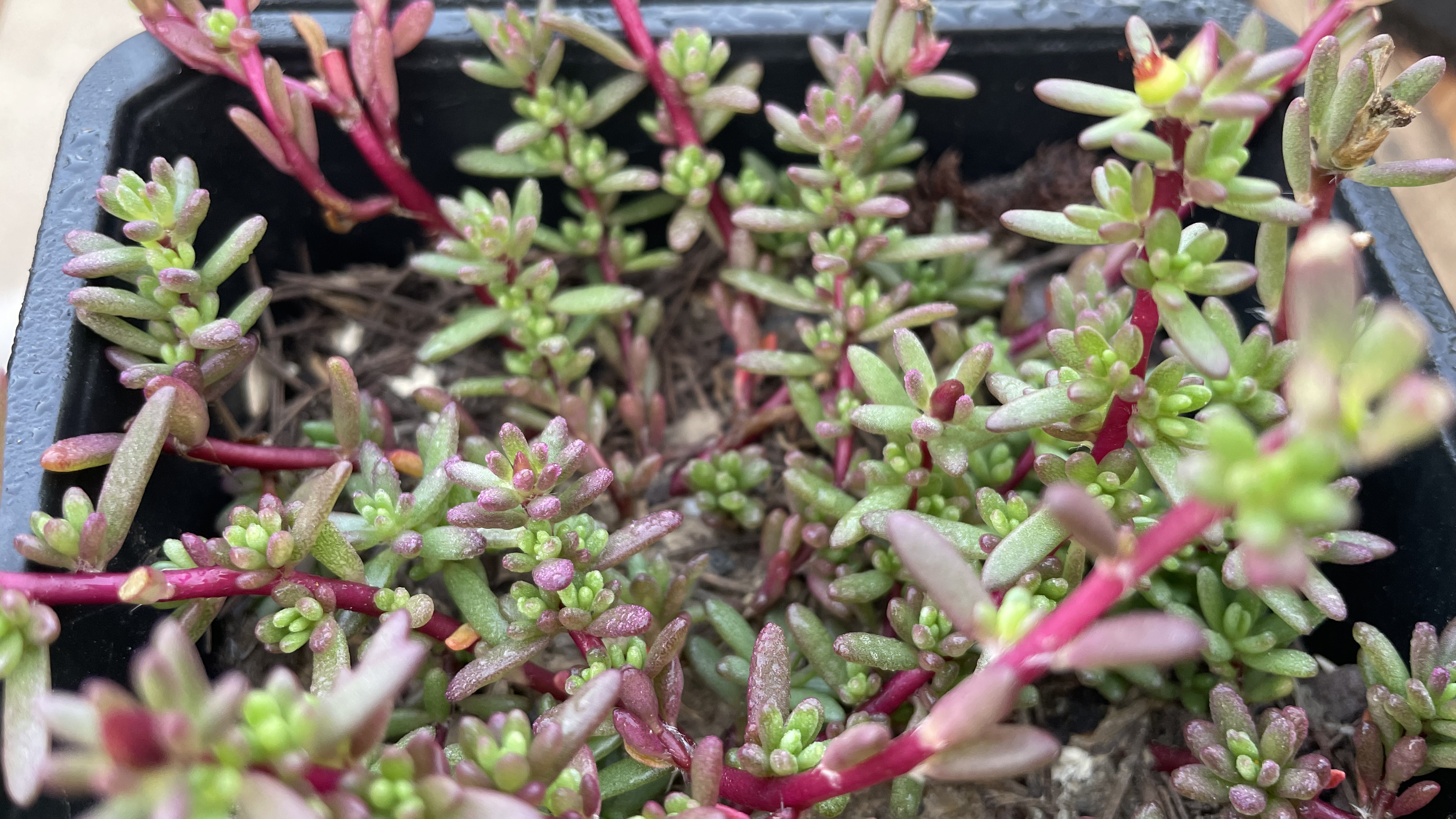 多肉紫米粒,种一盆就能变大户,繁殖简单,