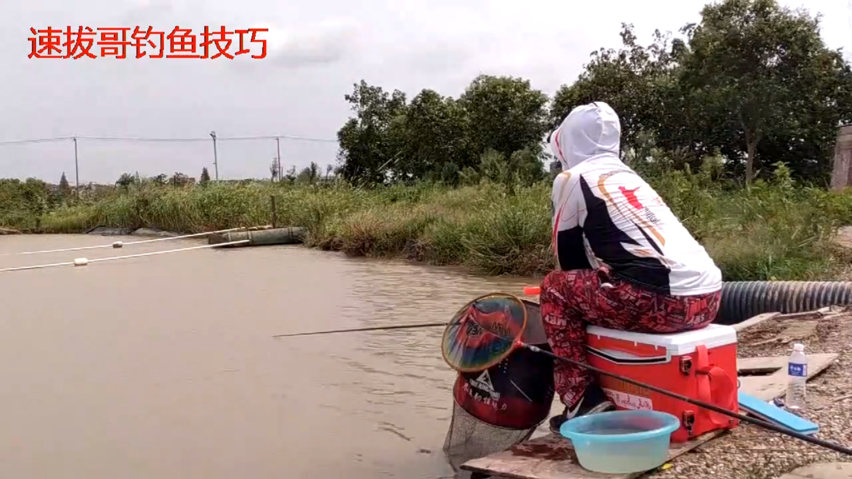 速拔哥黑坑钓镜面鲤鱼技巧小药鱼饵状态调整