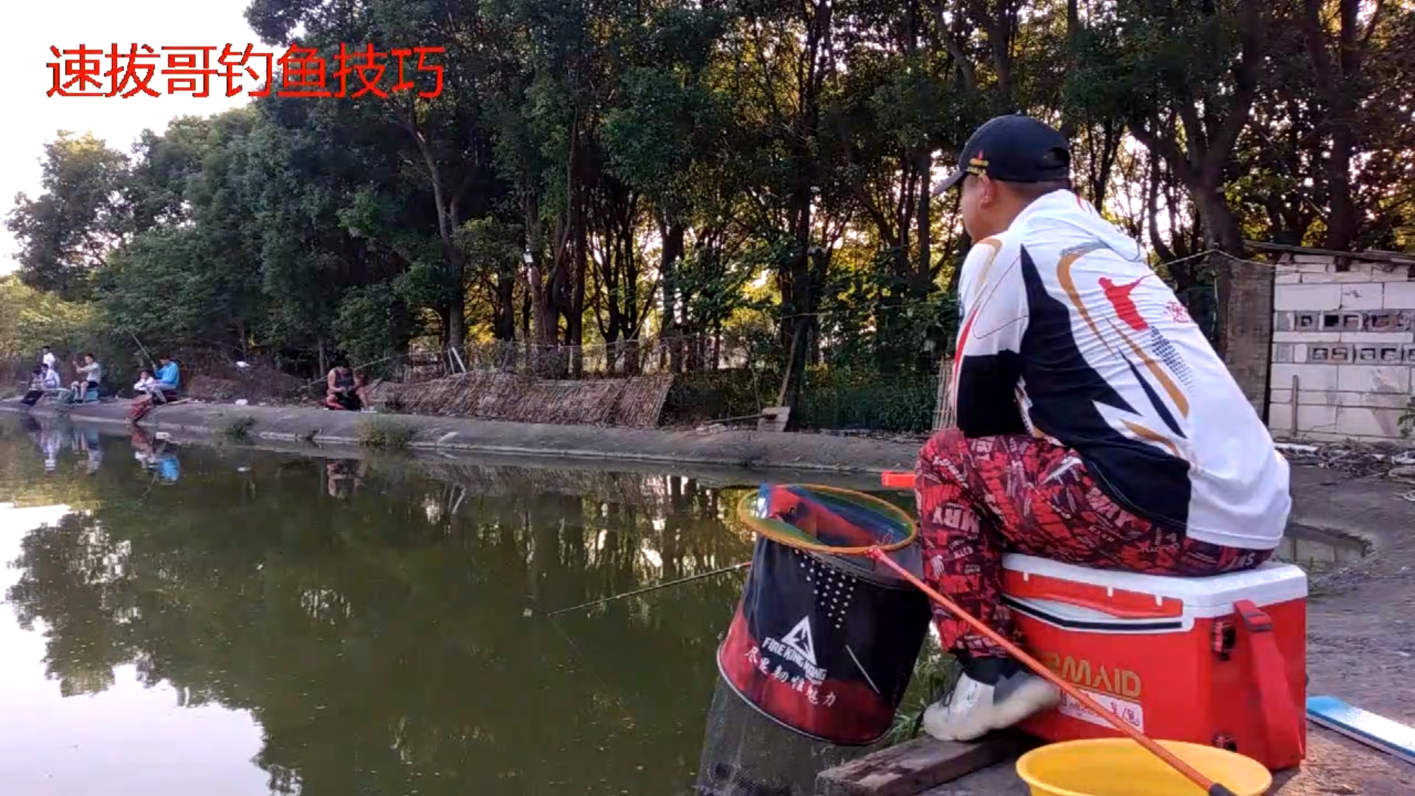 速拔哥黑坑钓鲤鱼钓镜面鲤裸斑鱼技巧拉颗粒