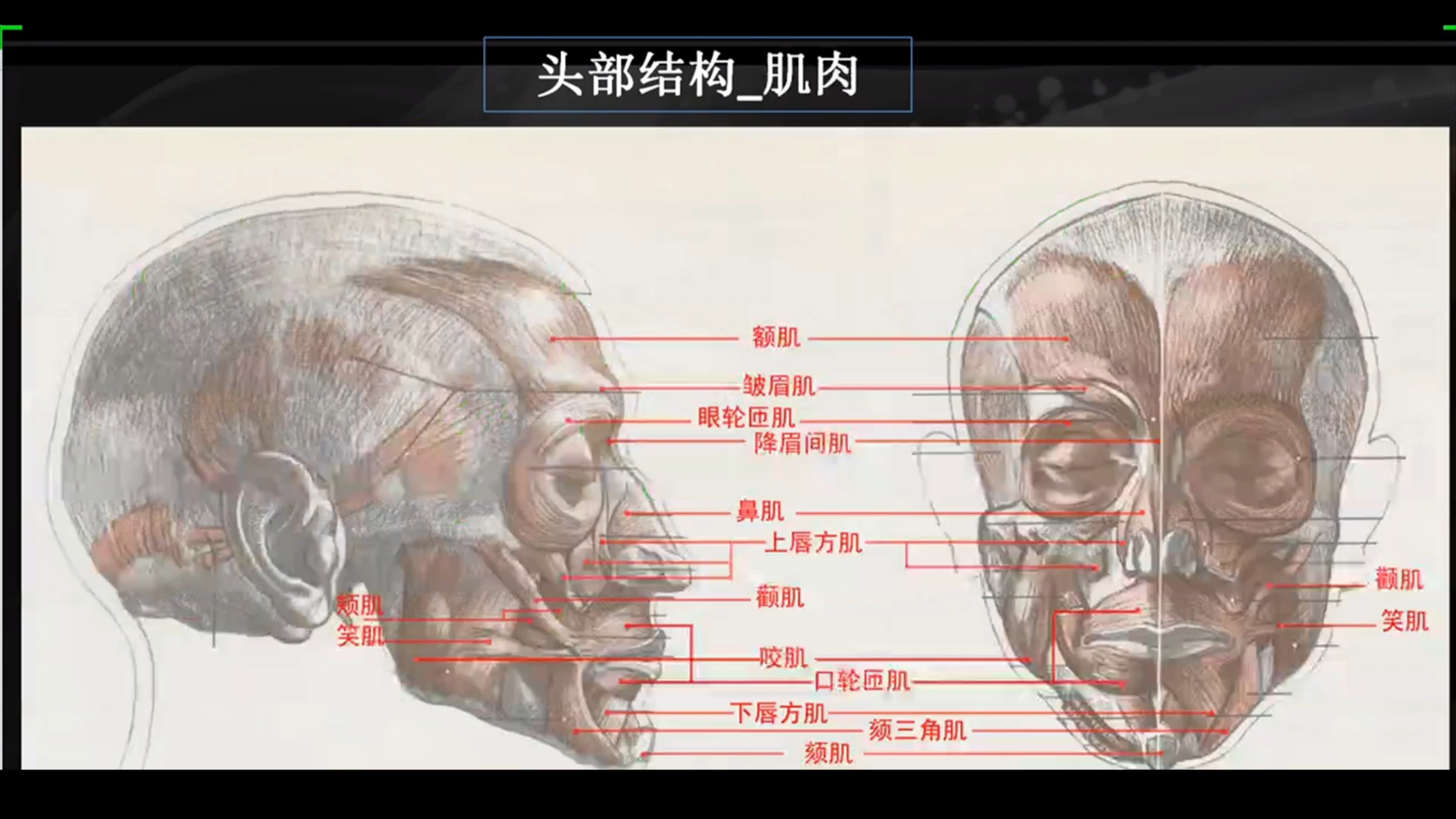 3D建模系列教程-卡通男头-02肌肉