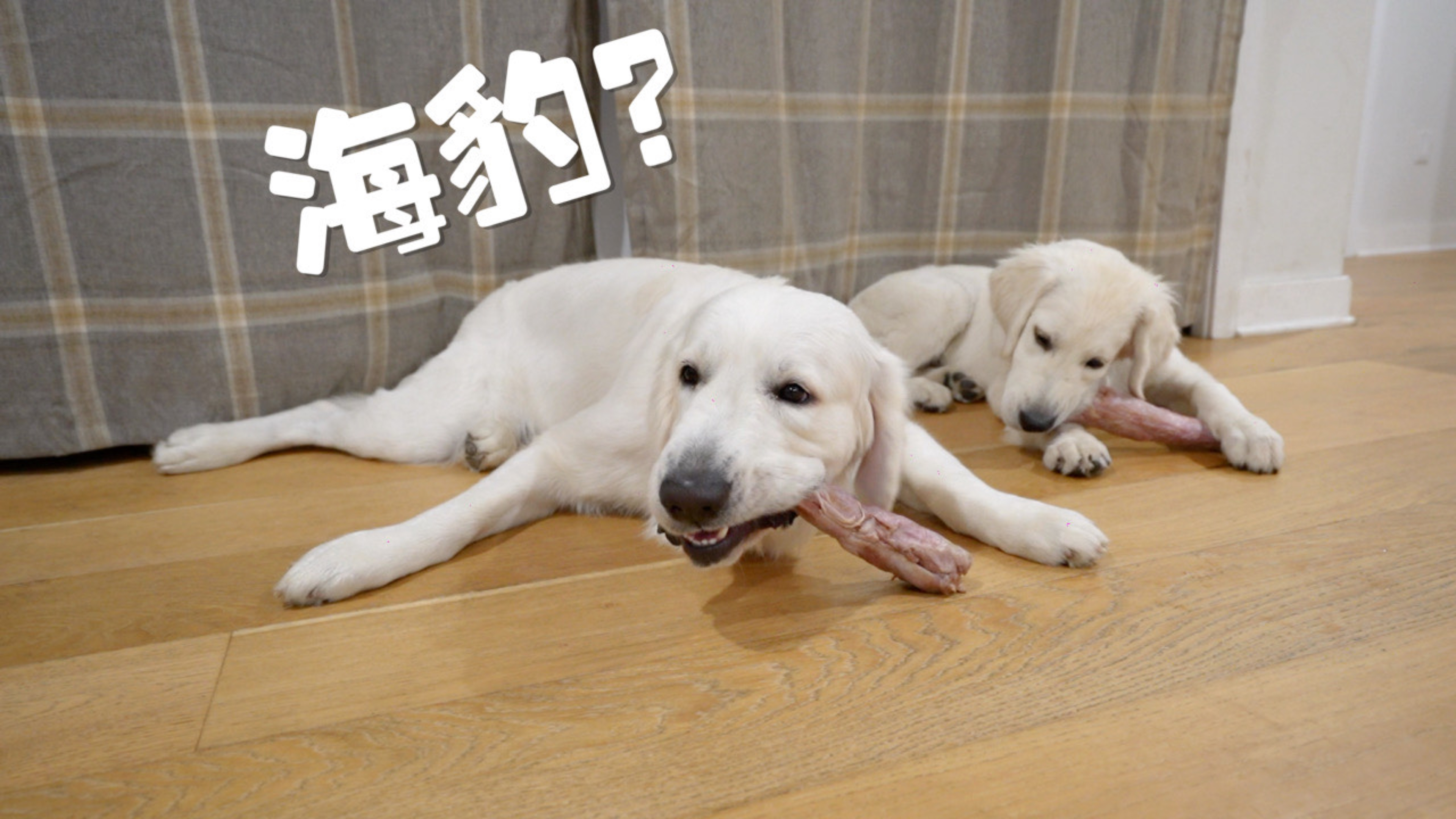 金毛兄弟第一次啃生火鸡脖!竟秒变两只海豹?
