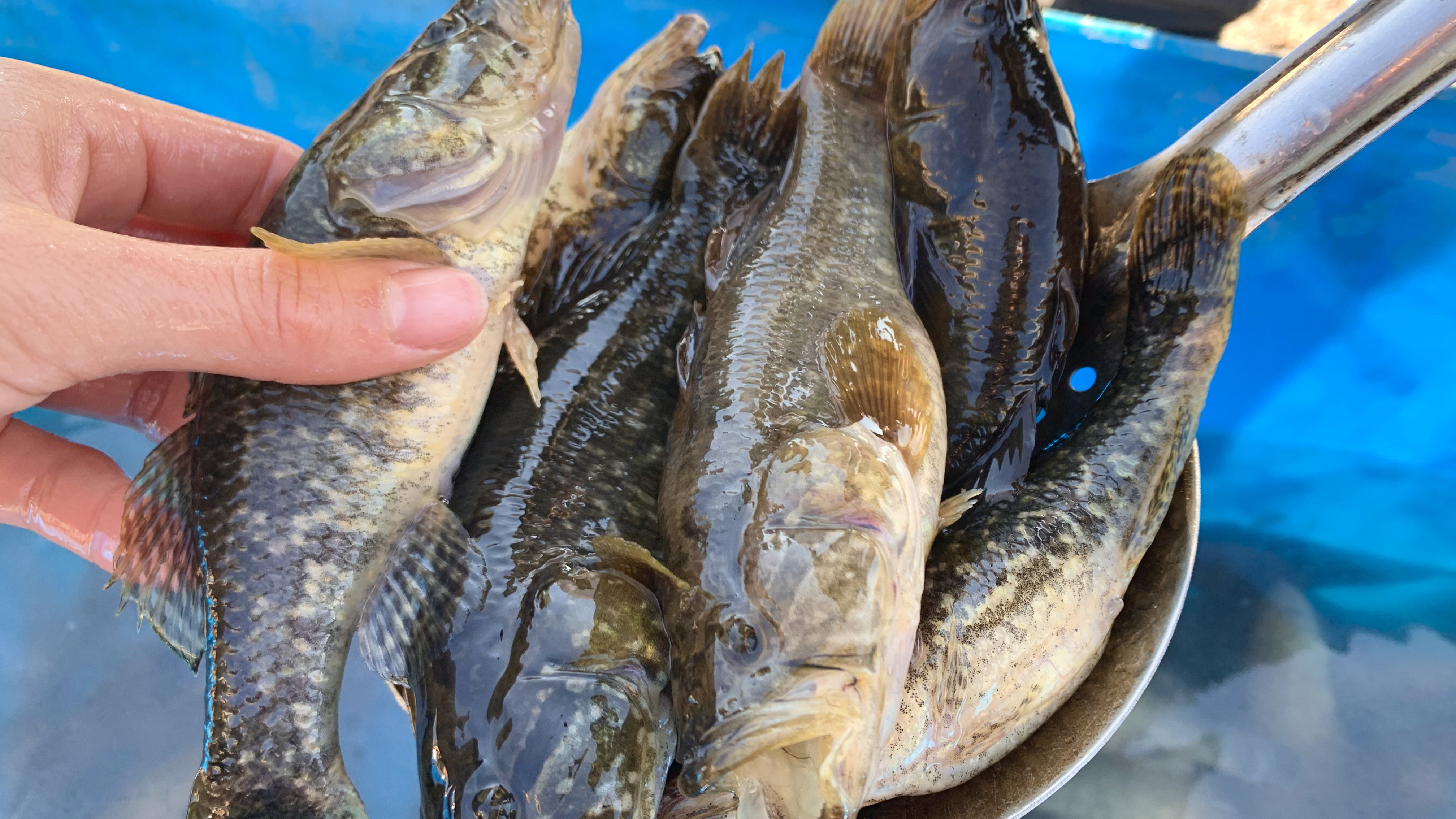 东北一家用大船抬鱼,大老头鱼个个有二两沉,十条就二斤发财了