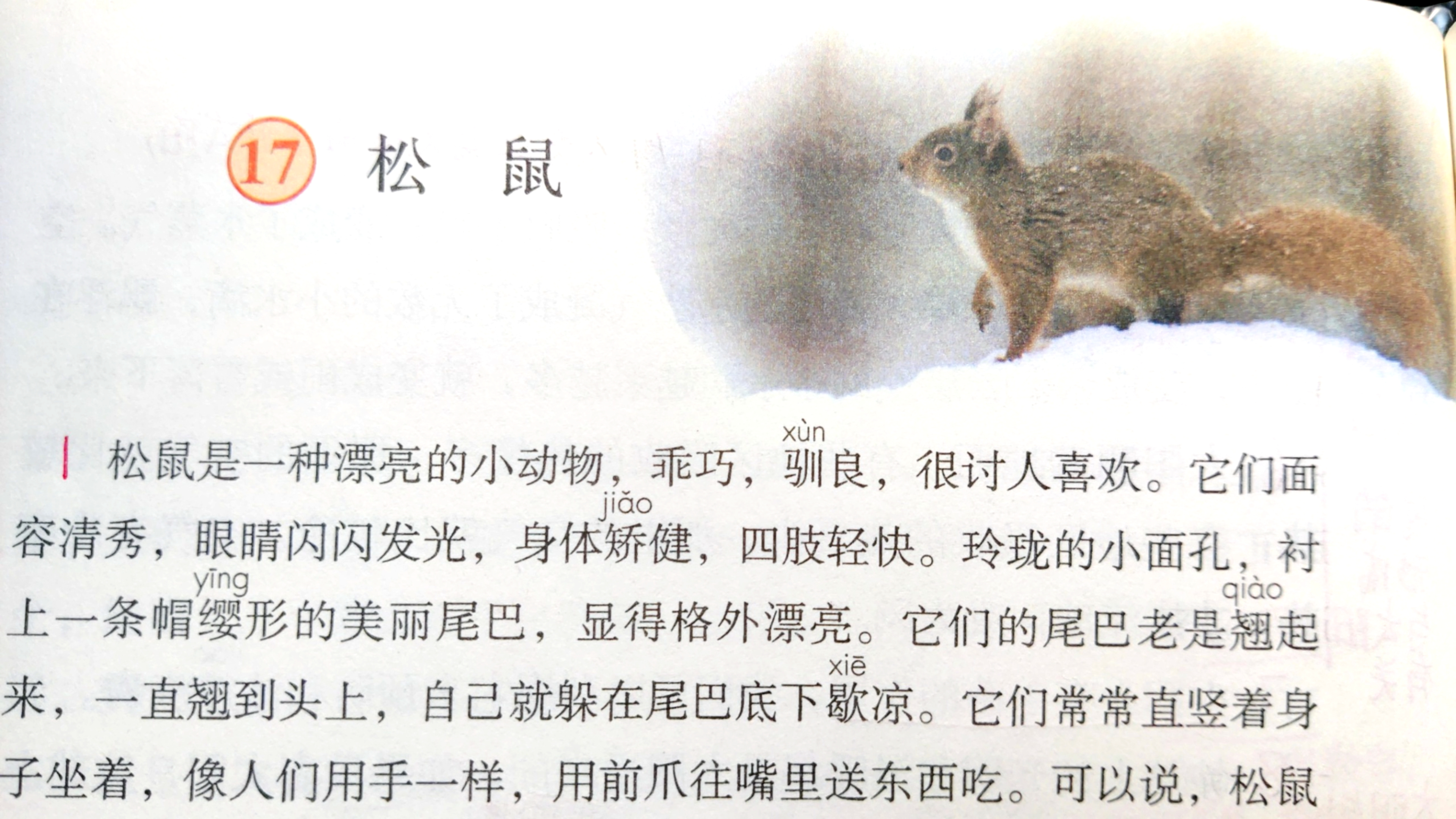 五年级上册17课《松鼠》课文讲解