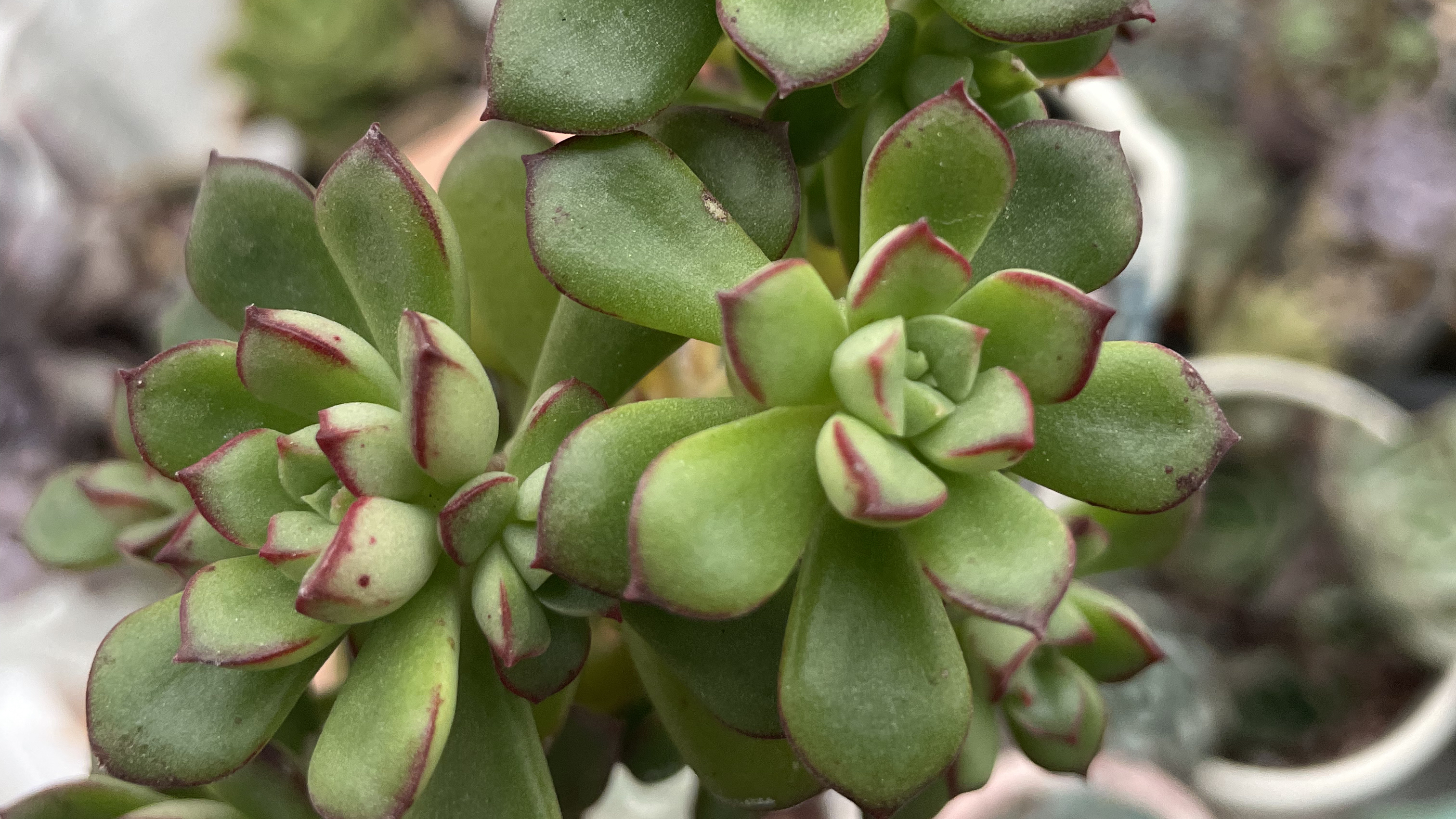 家里的几颗普货小老桩出状态很好看,酥皮鸭马库斯皮实还好养