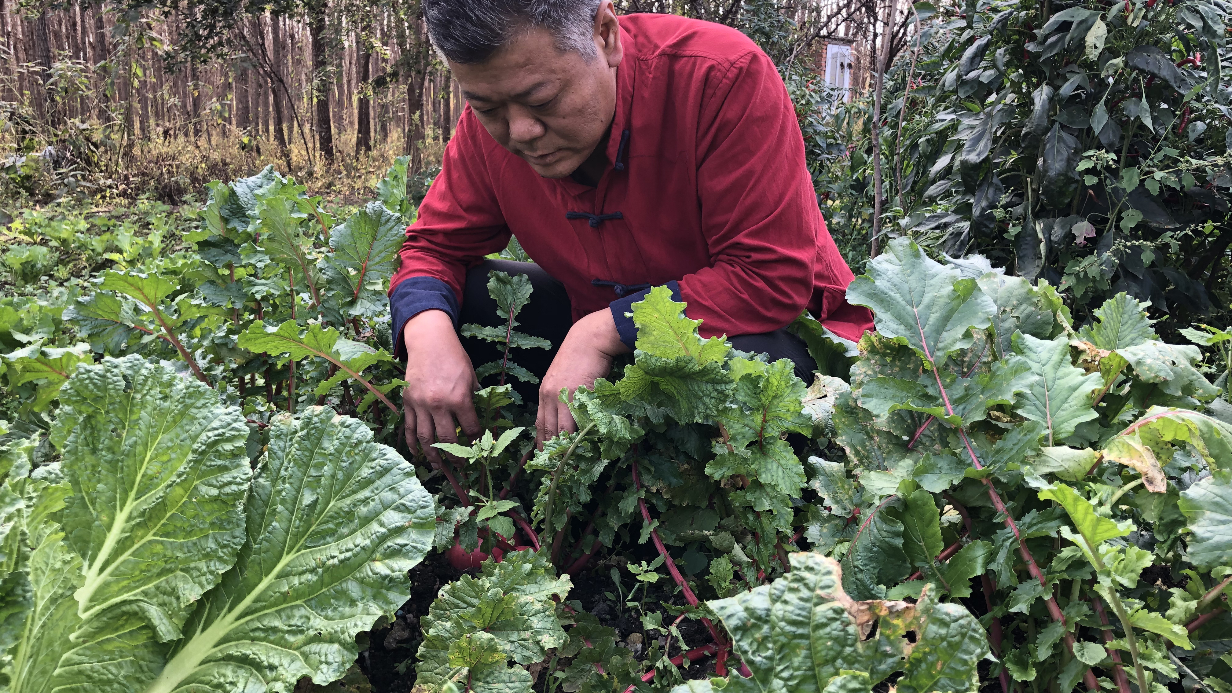 大白菜成熟了做道东北人从小吃到大的大白菜炖豆腐配上粉条子!