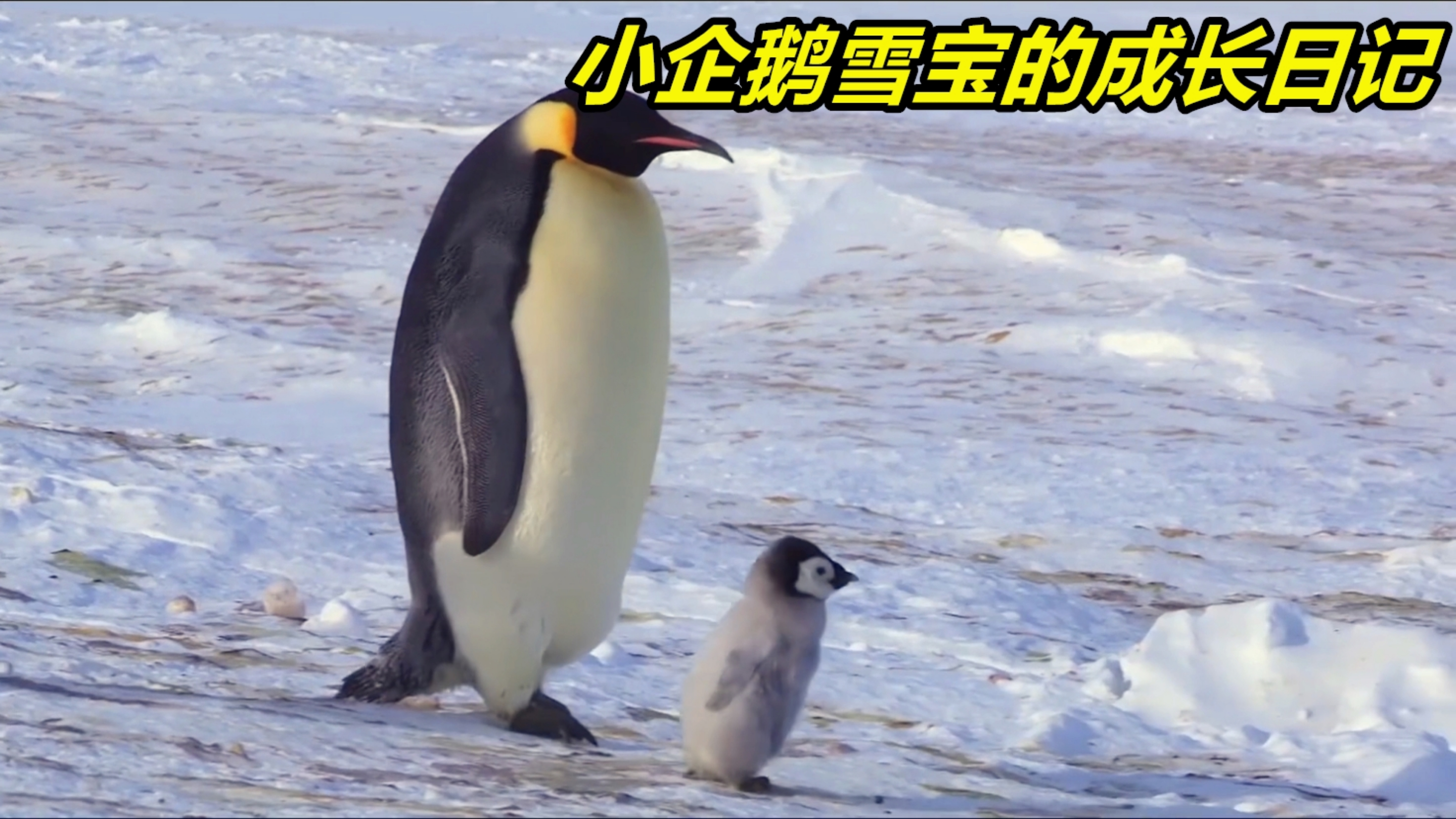 小企鹅在时速120公里的暴风雪中到处找妈妈,差点被冻成了冰雕
