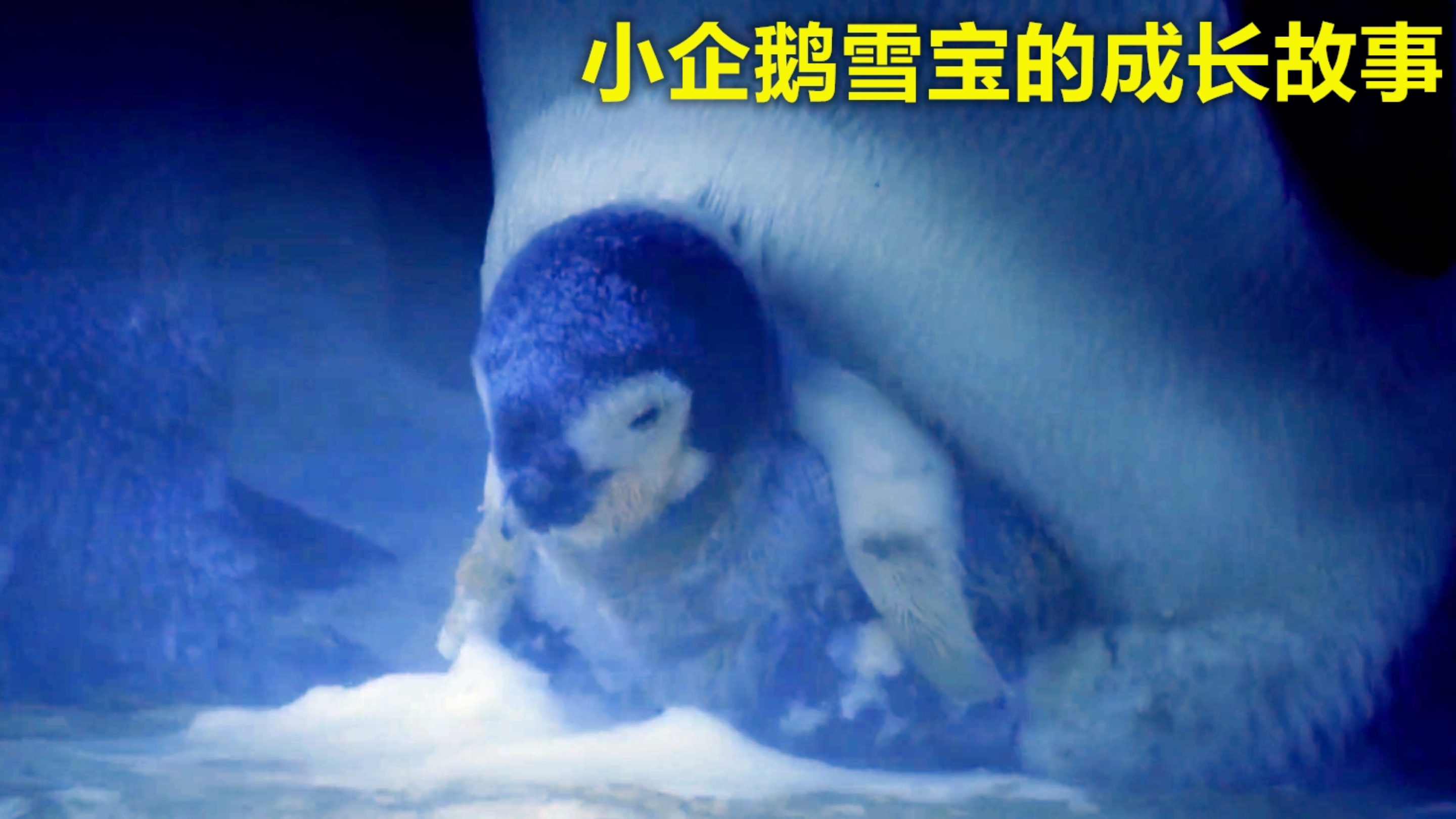 五个月大小的企鹅宝宝被父母遗弃,被迫独立自主顽强求生