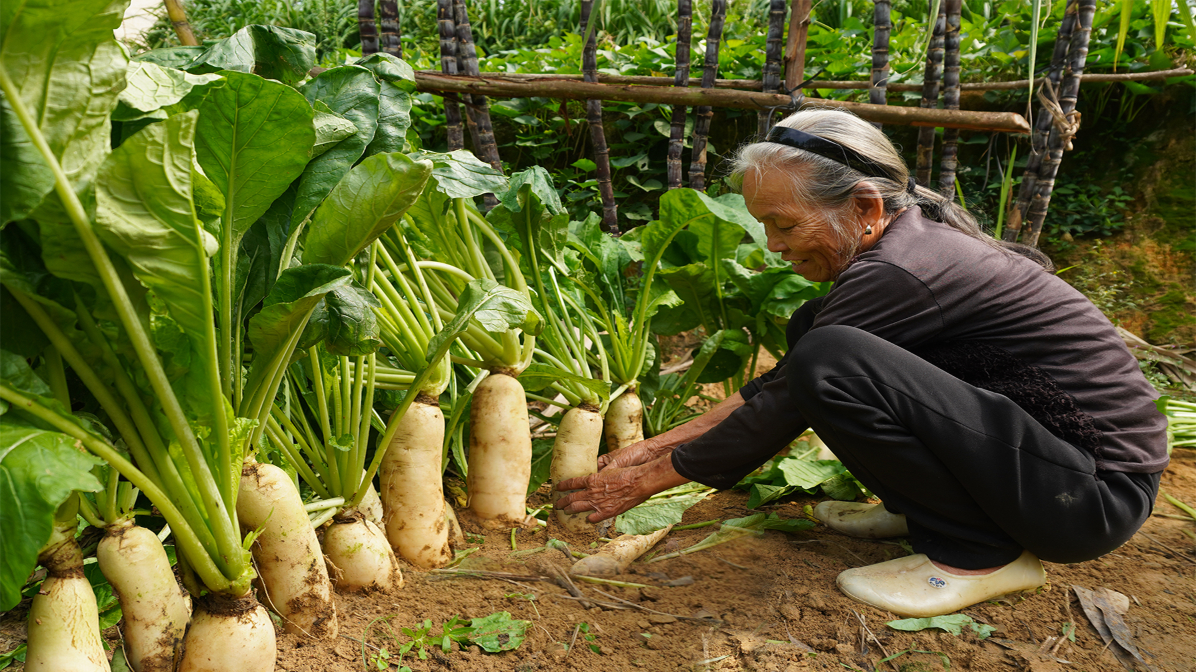 阿婆花1个月时间，给曾孙做麻辣萝卜干，给他寄去家乡的爱