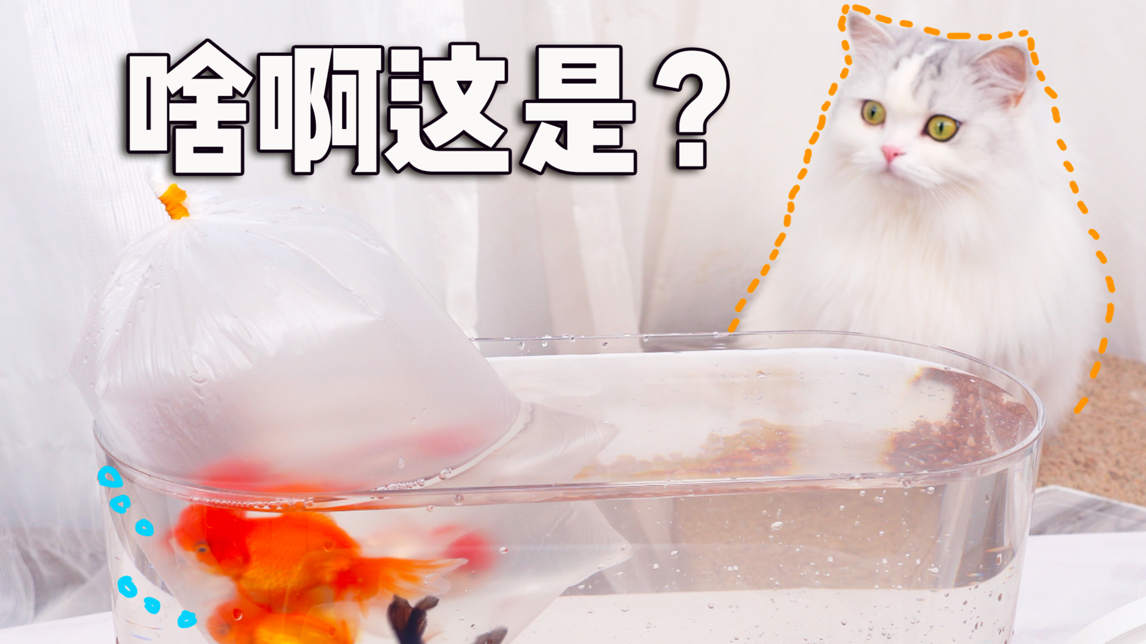 养猫又养鱼是什么体验?就是互相看着都害怕