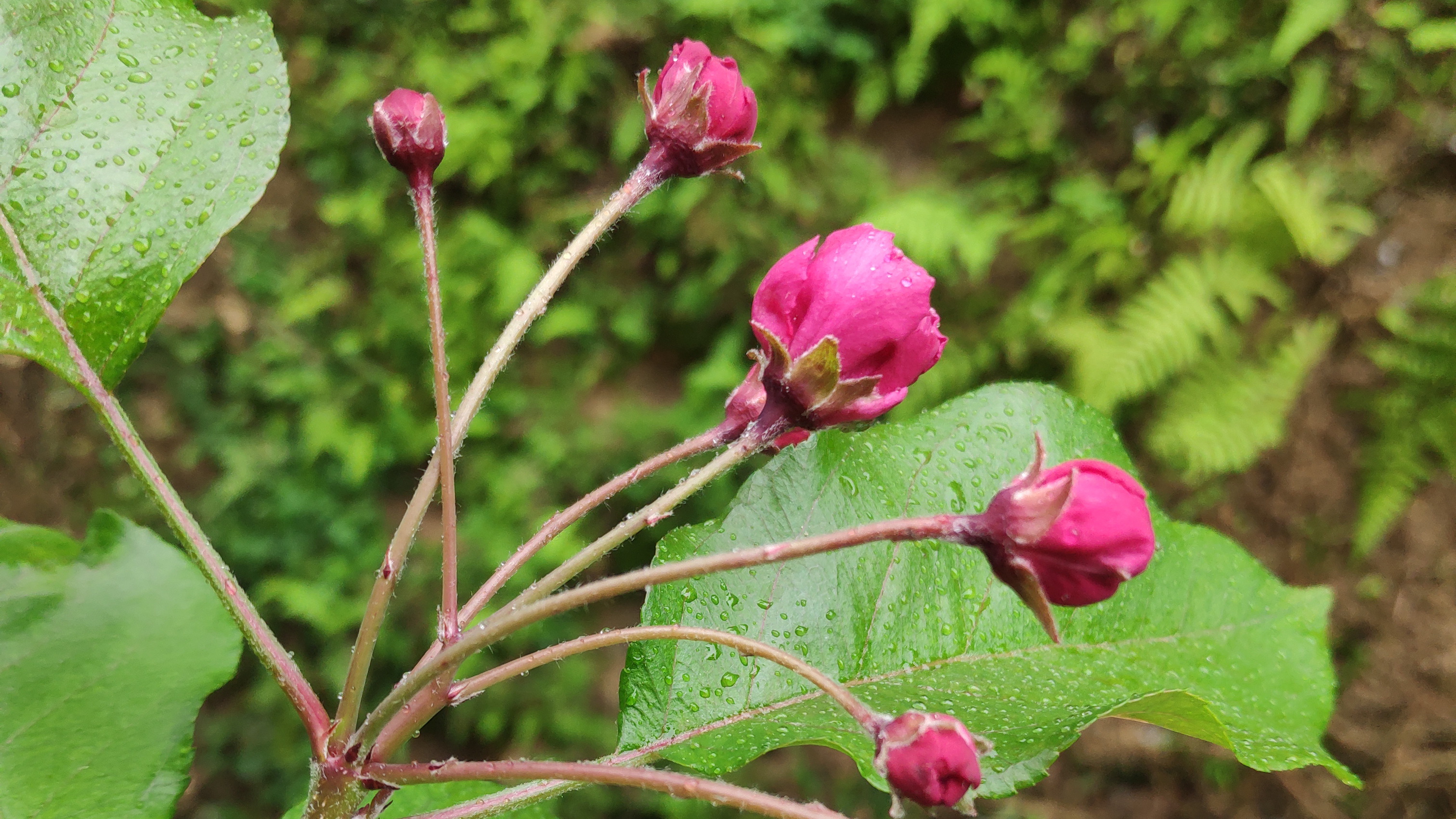 红豆鱼片汤、五彩肾花、蒜香菜心。一杯茶没喝完就做好了?