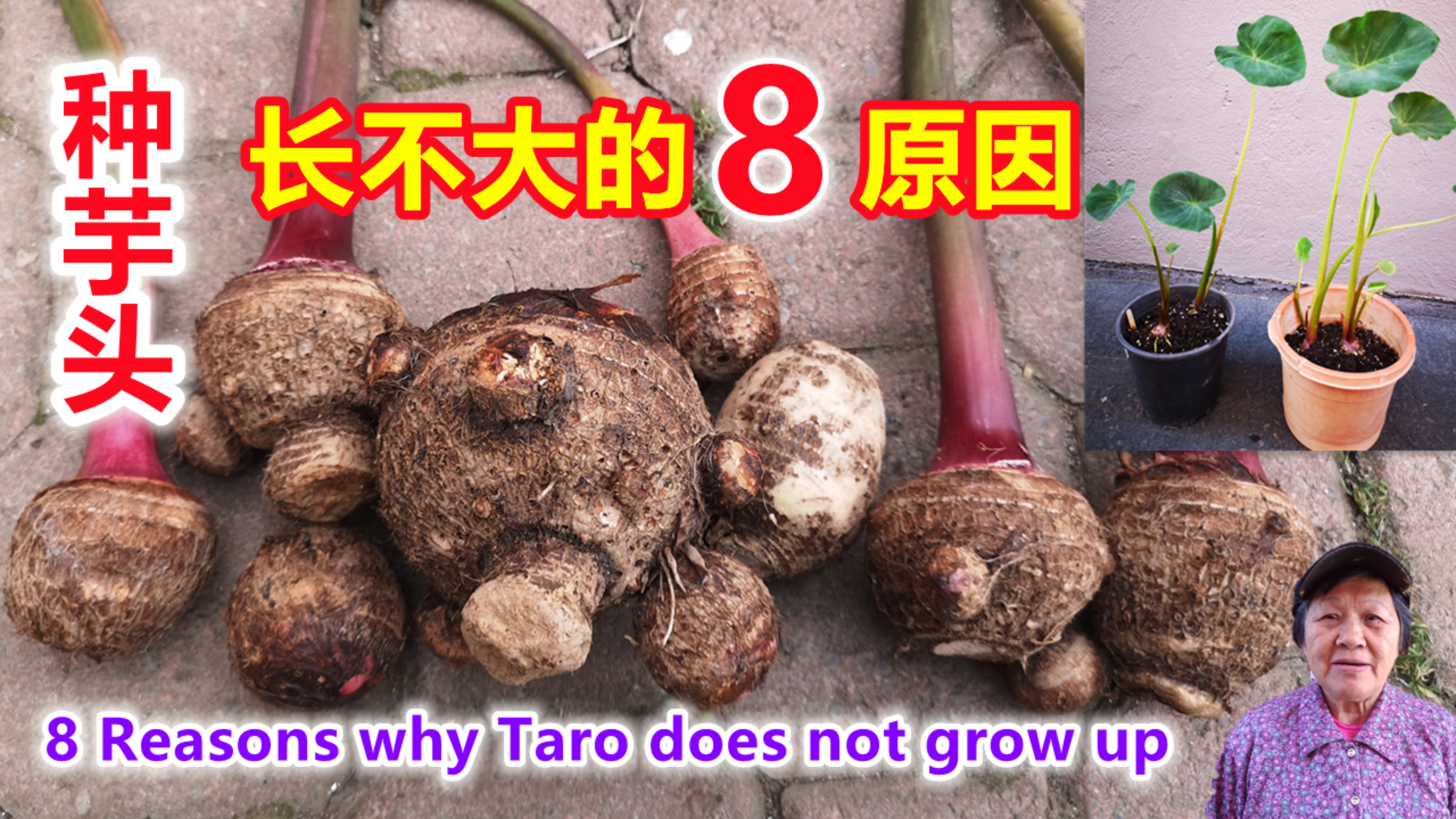 芋头长不大的8个原因,我从超市买来的小芋头种出一堆芋头