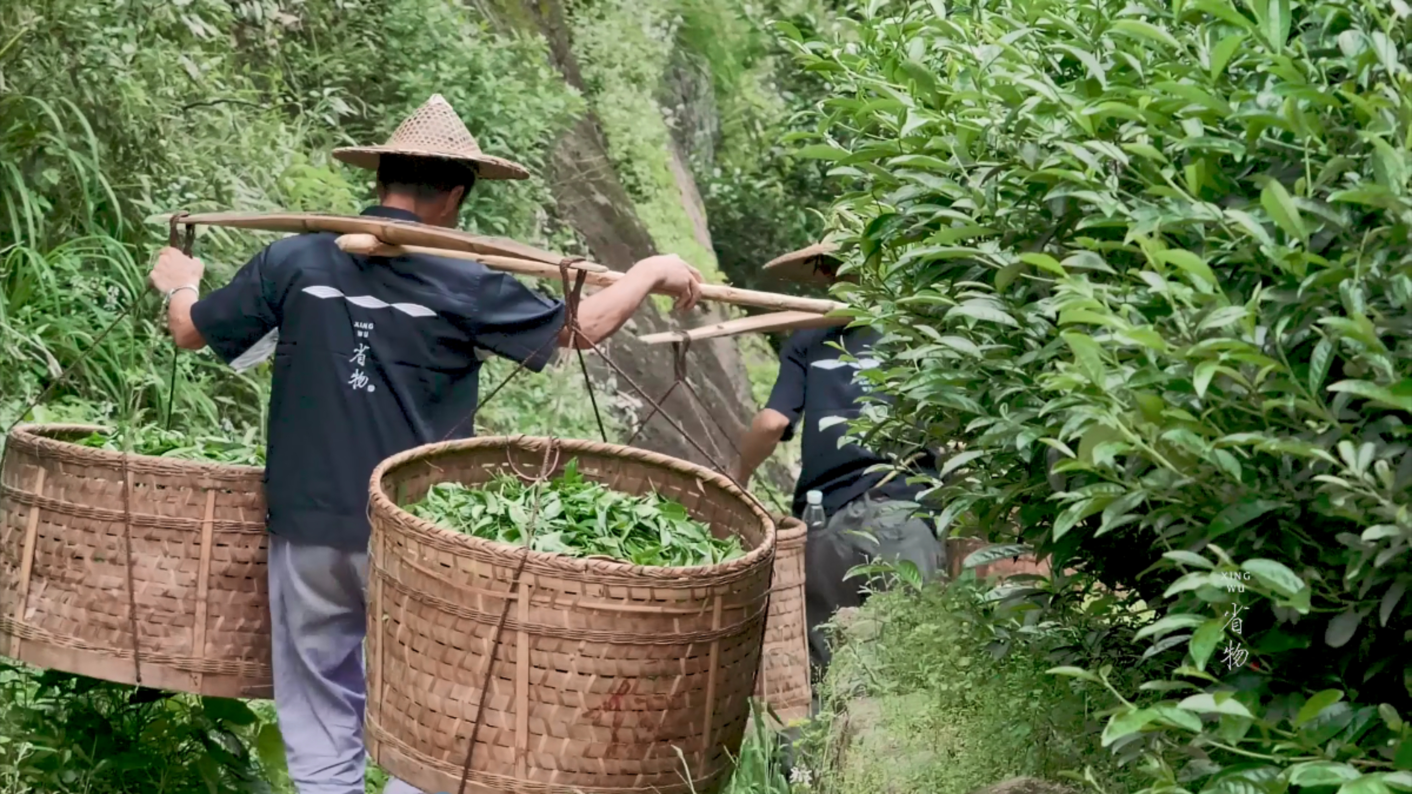 东家APP|武夷岩茶中常说的“山场”,你知道多少?