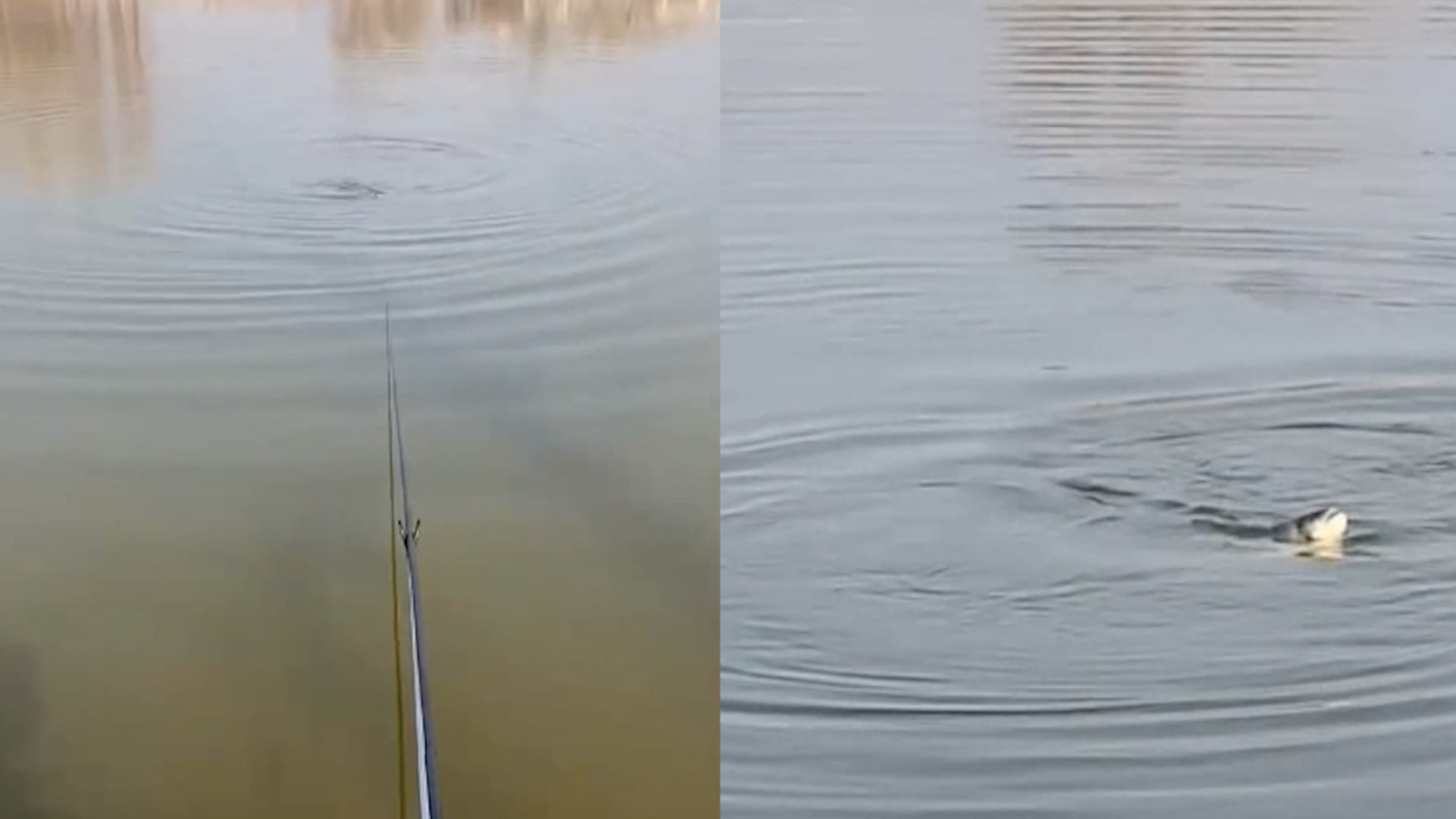 男子钓鱼8小时一无所获 收杆时鱼儿浮出水面不断转圈 顿时心塞了