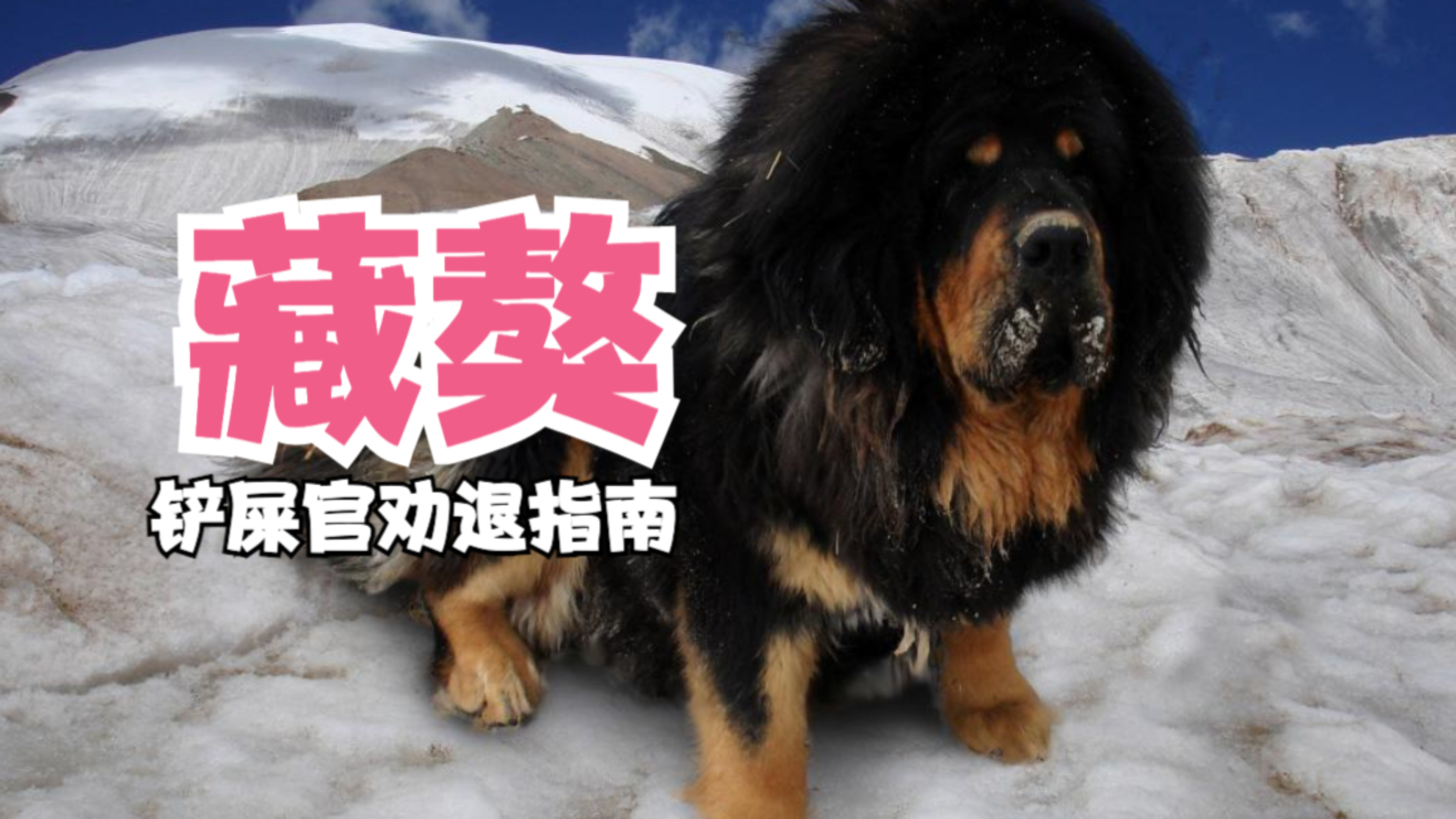 藏獒曾经是千万身价,如今是人都不吃的肉狗,到底发生了什么?