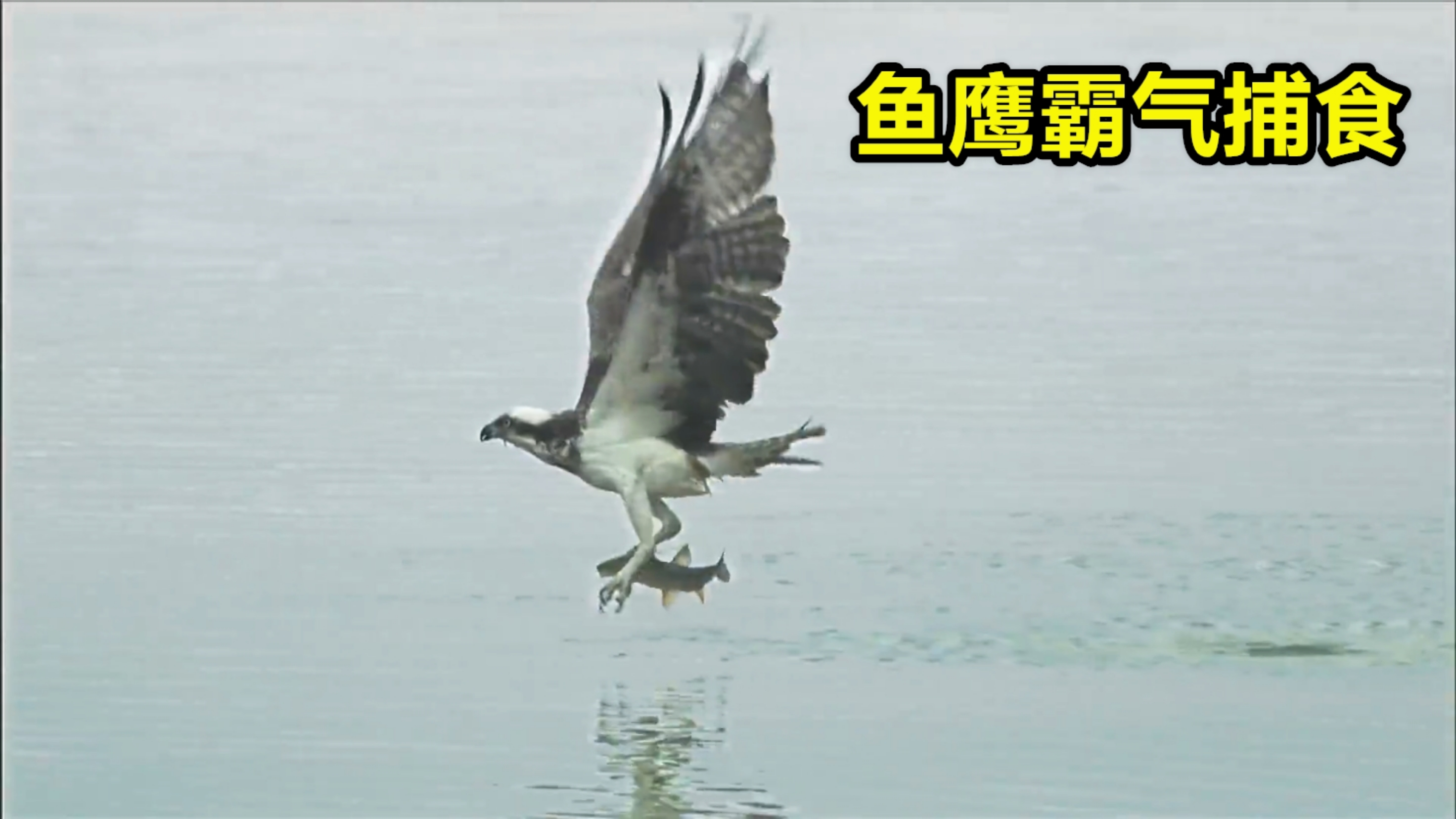 鱼鹰捕食有多厉害,居然从空中直接俯冲钻入水下一米深处抓起猎物