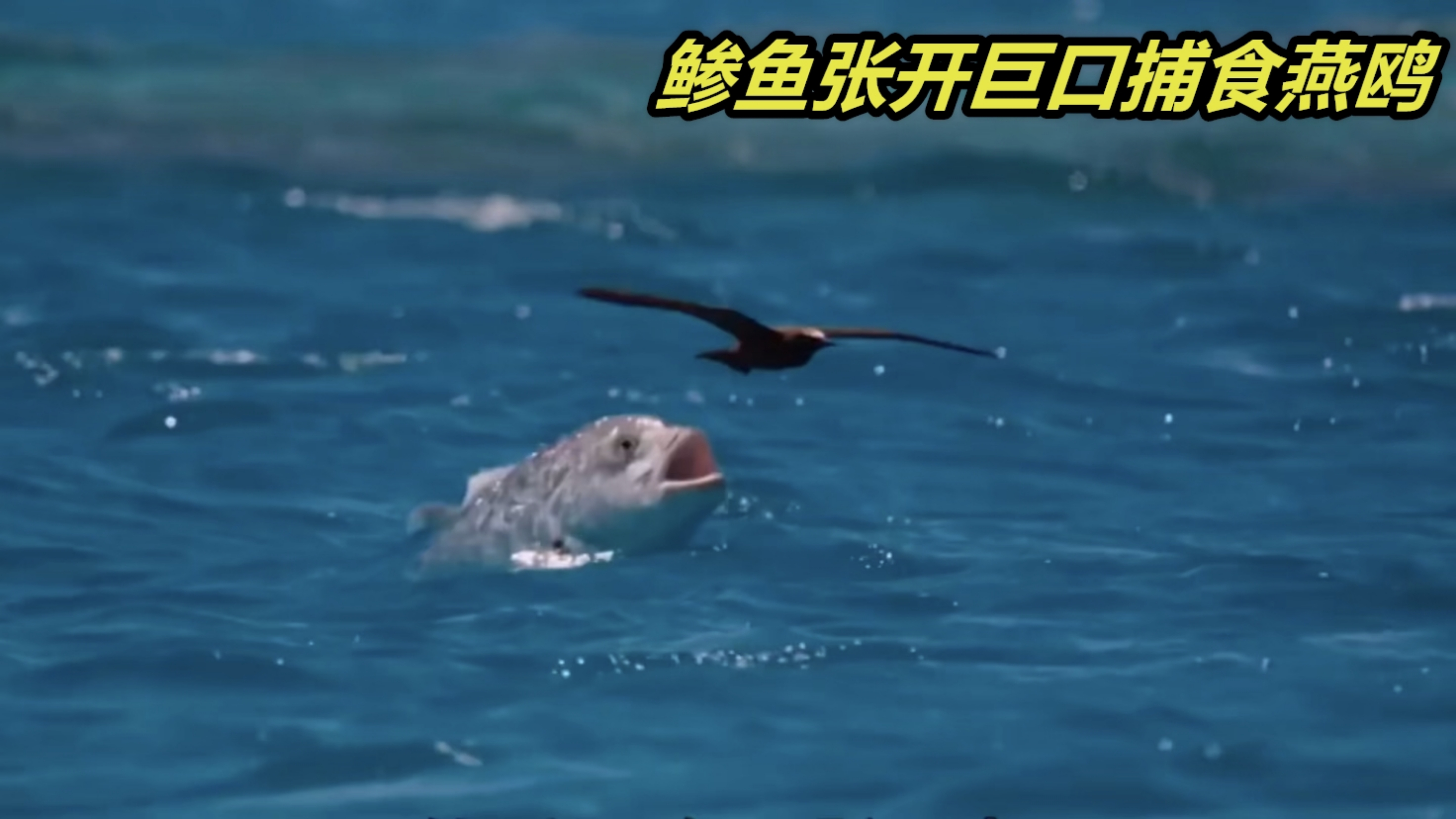 银色鲹鱼冲出海面一跃而起捕食燕鸥,极为罕见的海洋掠食场面