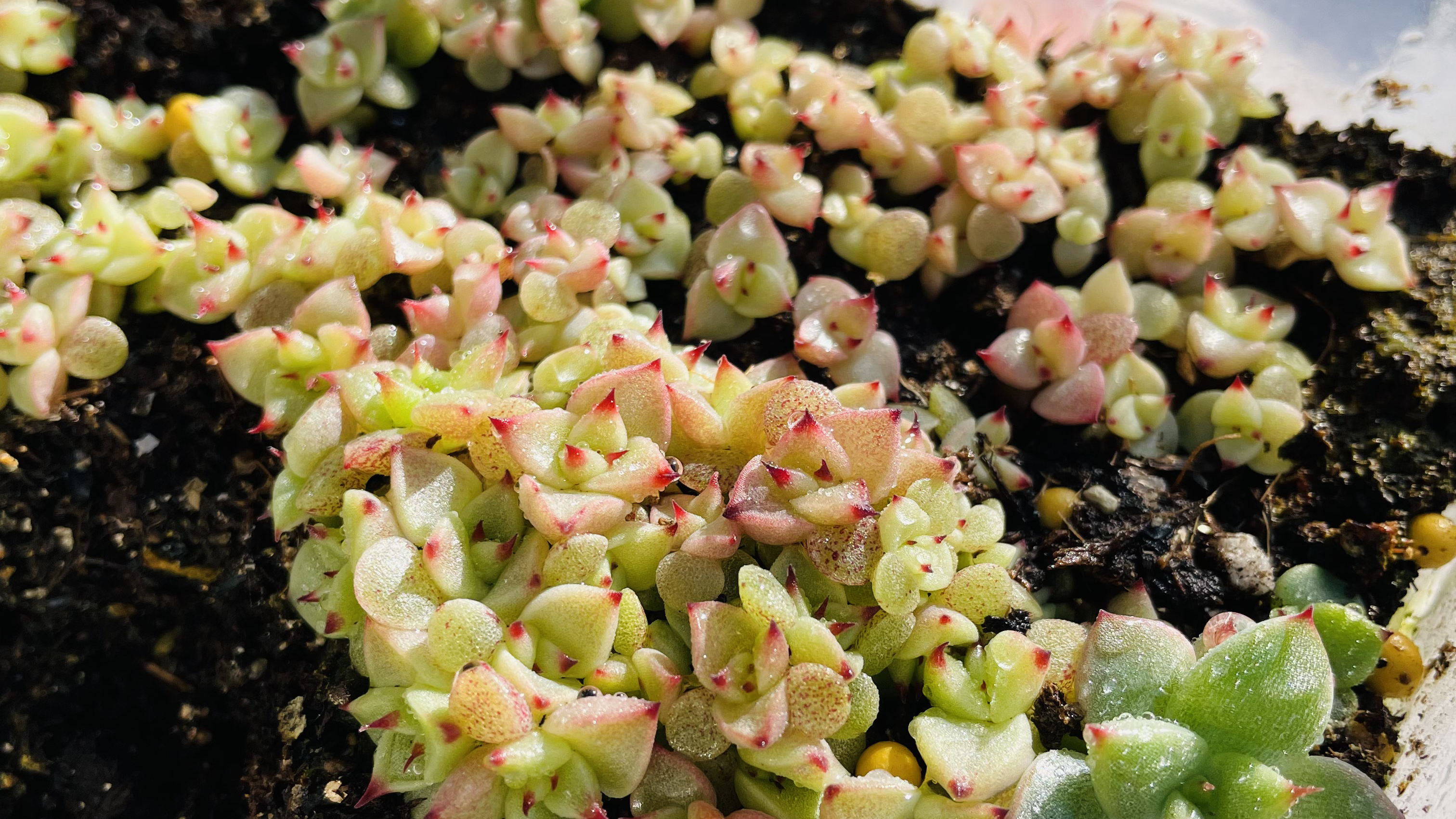 45元买了2盒切糕,说是麦秆,女王,白海,冬云杂等,来看咋样