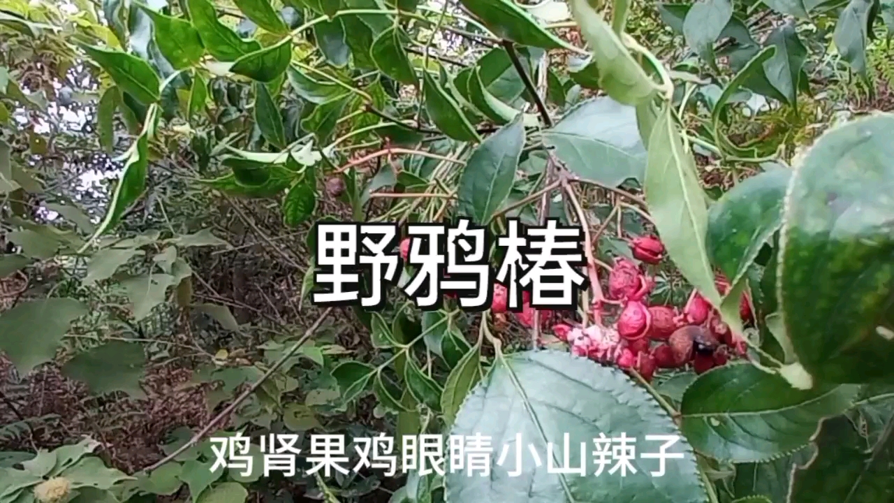 山上的野鸦椿果实成熟了,红通通的,看见了可别不认识