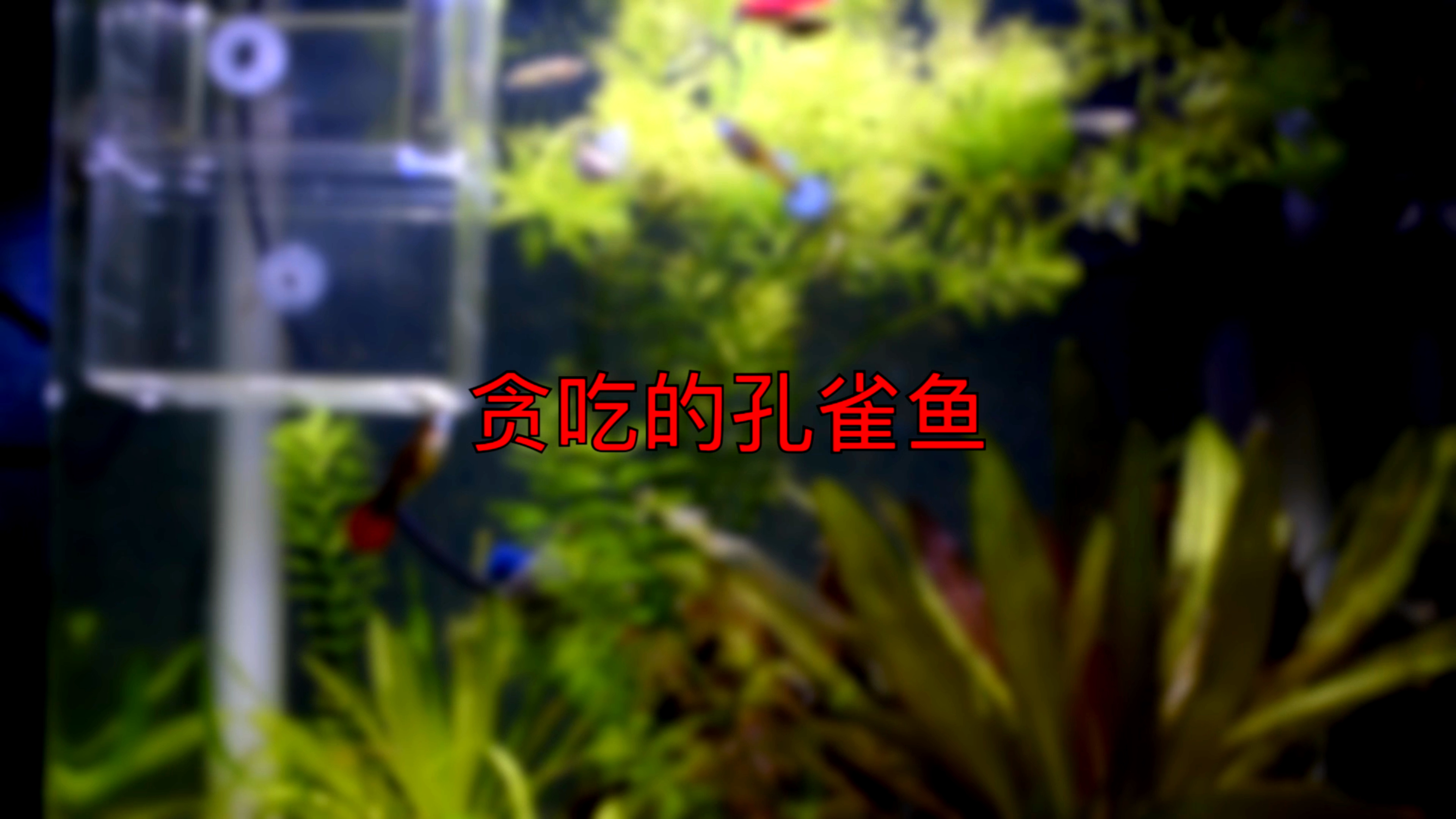 孔雀鱼,比较常见的一种观赏热带鱼,竟然也会贪吃?