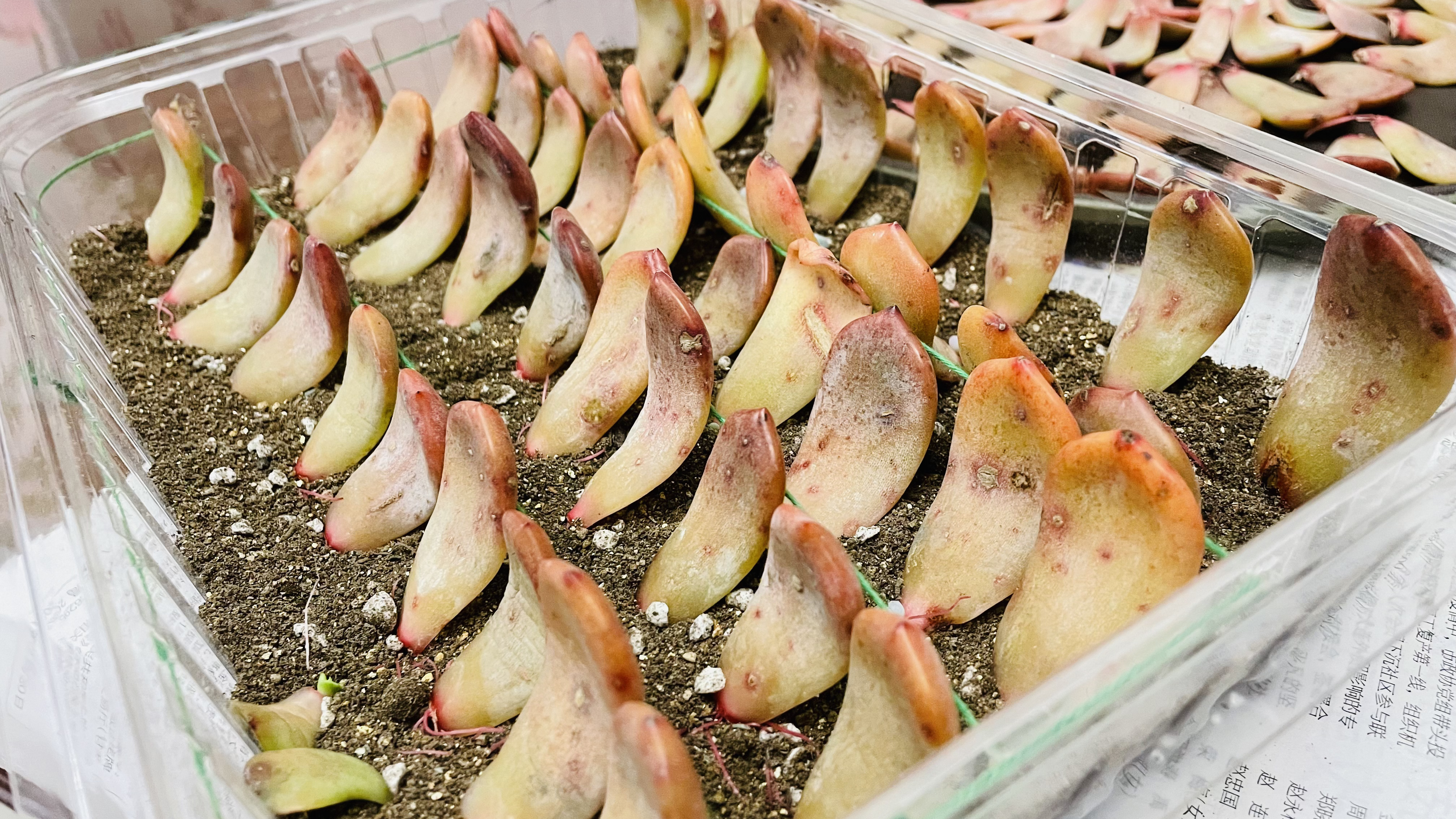 200颗橙梦露叶插移苗分享,用线法你知道吗