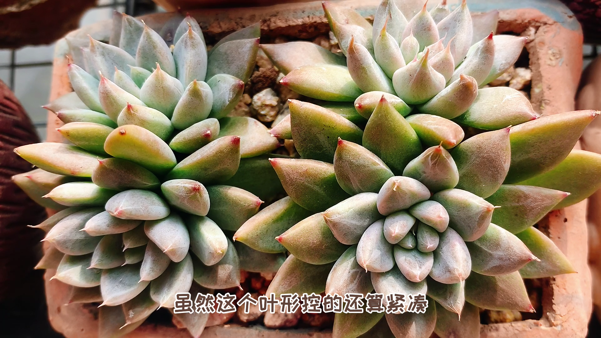 以前不懂给多肉配土,养出来的多肉差别真大