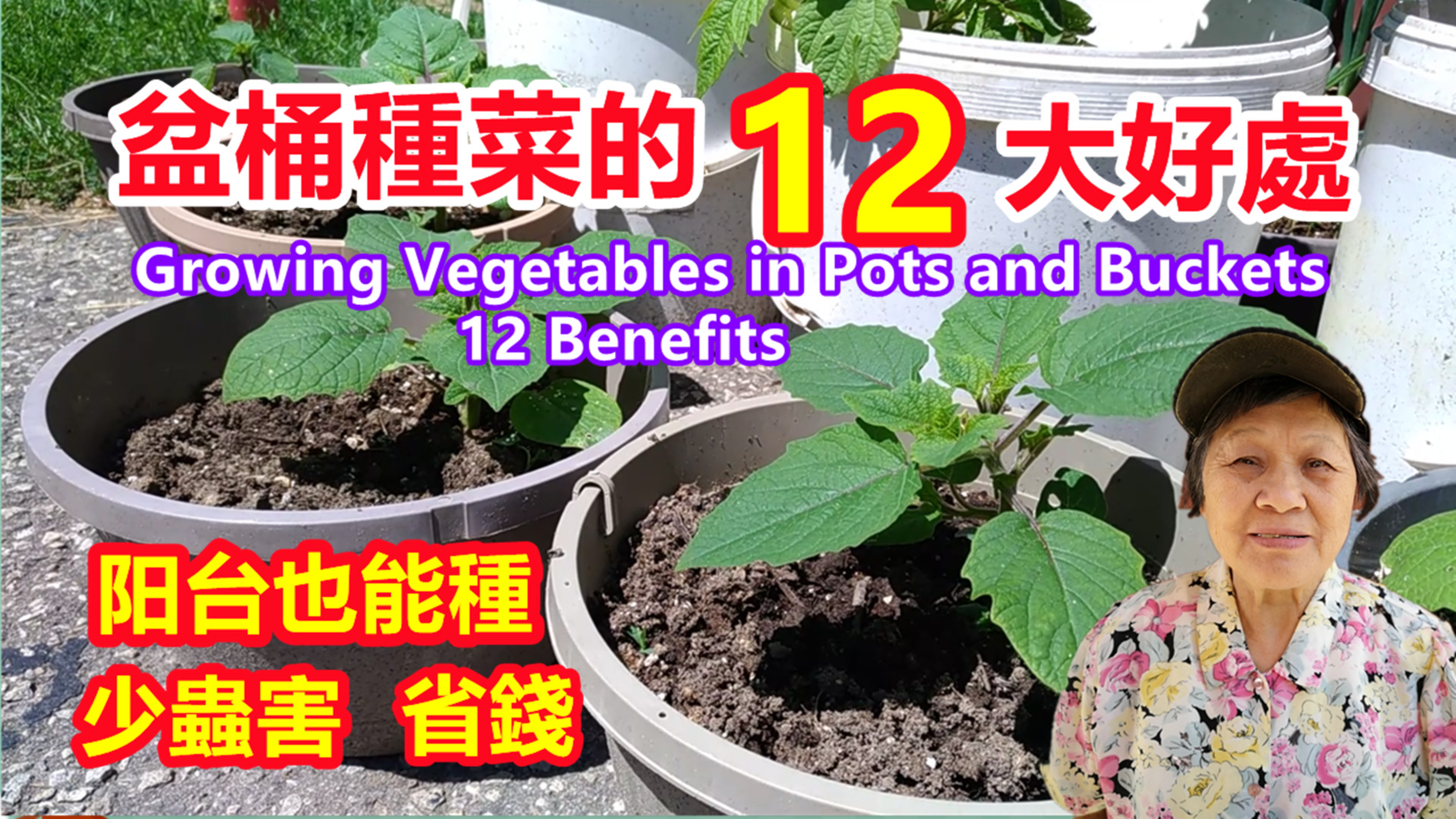 用盆桶种菜的12大好处,地少,阳光少,阳台也能种,省钱,省时