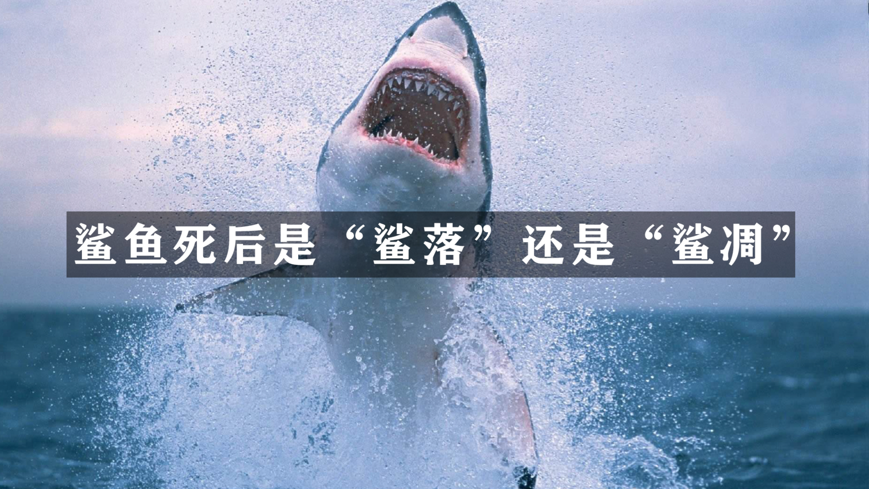 鲨鱼死后到底是“鲨落”还是“鲨凋”?