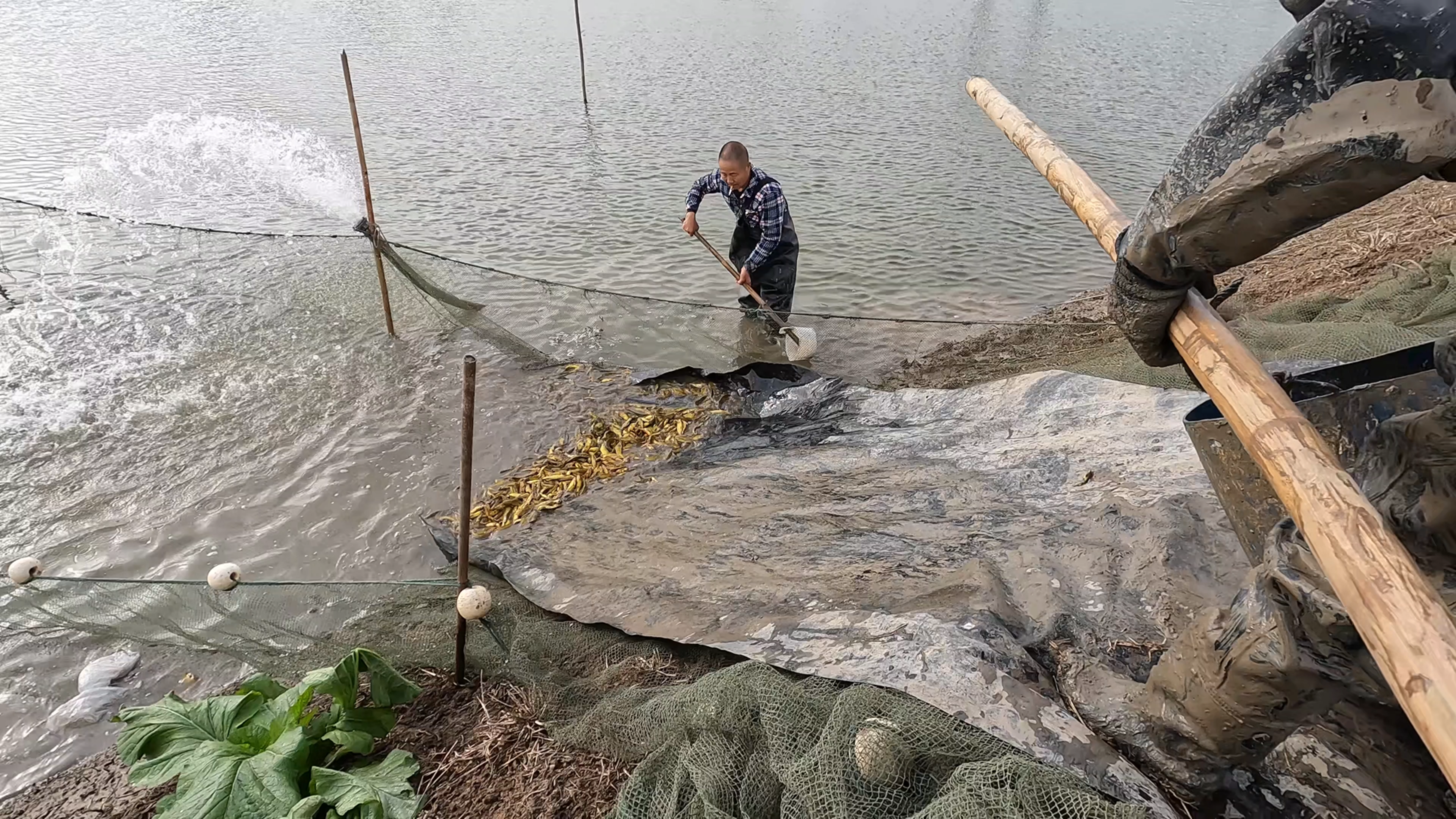 实拍四川眉山农村抽水卖鱼
